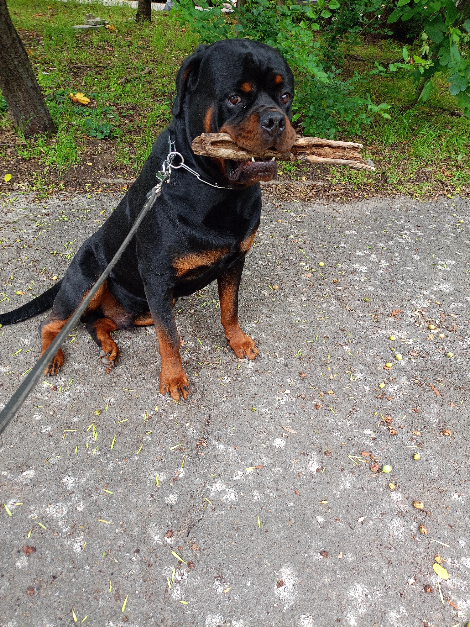 The image displays a black and tan Rottweiler dog seated on a grey paved surface. The dog is positioned slightly to the left of the frame, facing forward and slightly to the right, with its head turned towards the viewer. It holds a multi-branched wooden stick in its mouth. A silver-colored metal choke chain collar is visible around the dog's neck, with a dark leash extending forward and downward out of the frame.
The paved ground exhibits variations in tone, from dark grey to lighter grey patches, and is covered with scattered natural debris including small green elongated plant matter, rounded green objects resembling berries or nuts, and brown leaf fragments. In the background, a natural setting is present, featuring green grass, a prominent tree trunk on the left, and dense green foliage from bushes and trees further back and to the right. The scene is illuminated by natural daylight.
The image contains no specific architectural features, landmarks, or signage that would confirm its location within the city of Sofia, Bulgaria.