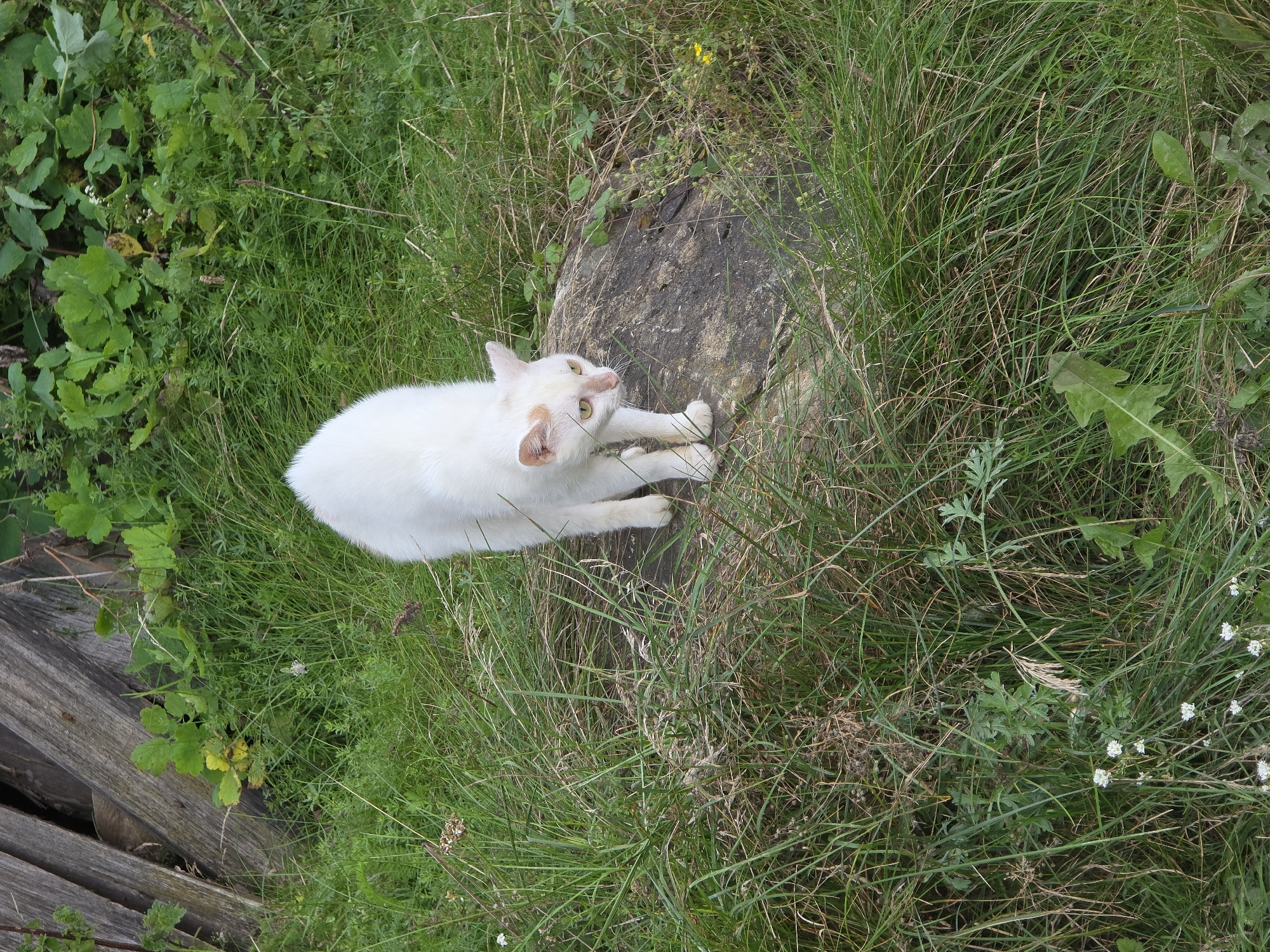 A white cat with orange markings on its face stands on a rock in a grassy area with some wooden structures in the background. The scene is outdoors, likely in a rural or semi-rural setting. The cat is the central subject, looking towards the right of the frame with its front paws on the rock. The environment is characterized by lush green grass, some weeds, and a weathered wooden fence or structure. There are no people or other animals visible in the image. The lighting suggests it is daytime.