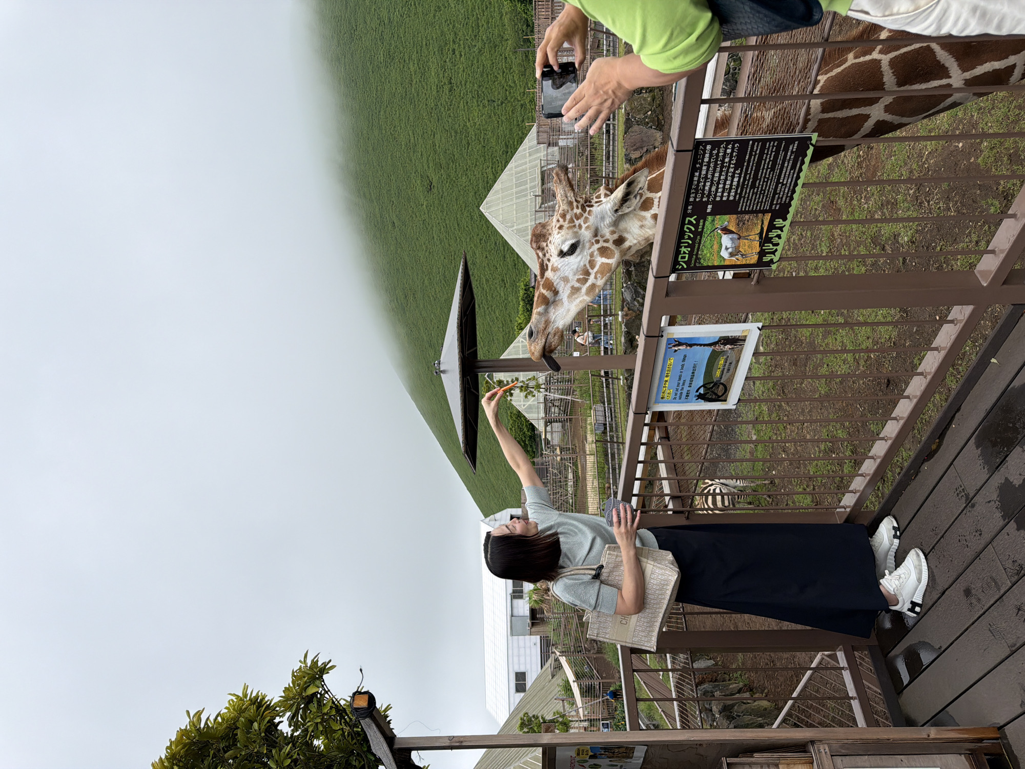 In Ito City, Japan, a woman stands on a wooden deck, feeding a giraffe a carrot. The giraffe leans down, its tongue extended, to take the food. To the right, another person, wearing a green shirt and white pants, holds up a smartphone to photograph the interaction. In the background, a lush green, fog-covered mountain slopes upwards. Several enclosures, possibly at a zoo or wildlife park, are visible, with a zebra in one of them. The weather appears overcast.