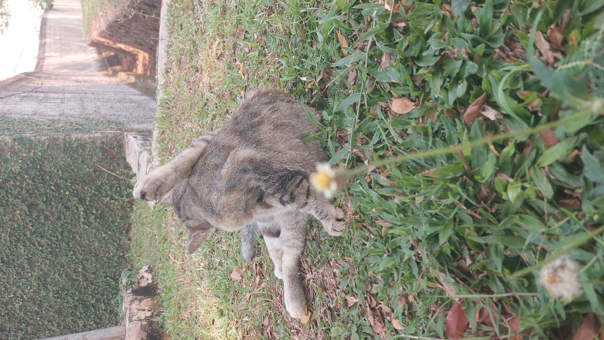 In Gunung Putri, Indonesia, a tabby cat is grooming itself while lying on a grassy area covered with fallen leaves. The cat is positioned in the center of the frame, facing away from the camera, with its hind leg raised towards its head. Behind the cat, a wall covered in green ivy extends upwards, and to the right, a concrete channel or ditch is visible, leading to a brighter, sunlit area. The foreground is dominated by green grass and a small, blurry yellow and white flower. The overall environment appears to be outdoors, possibly in a garden or public space.