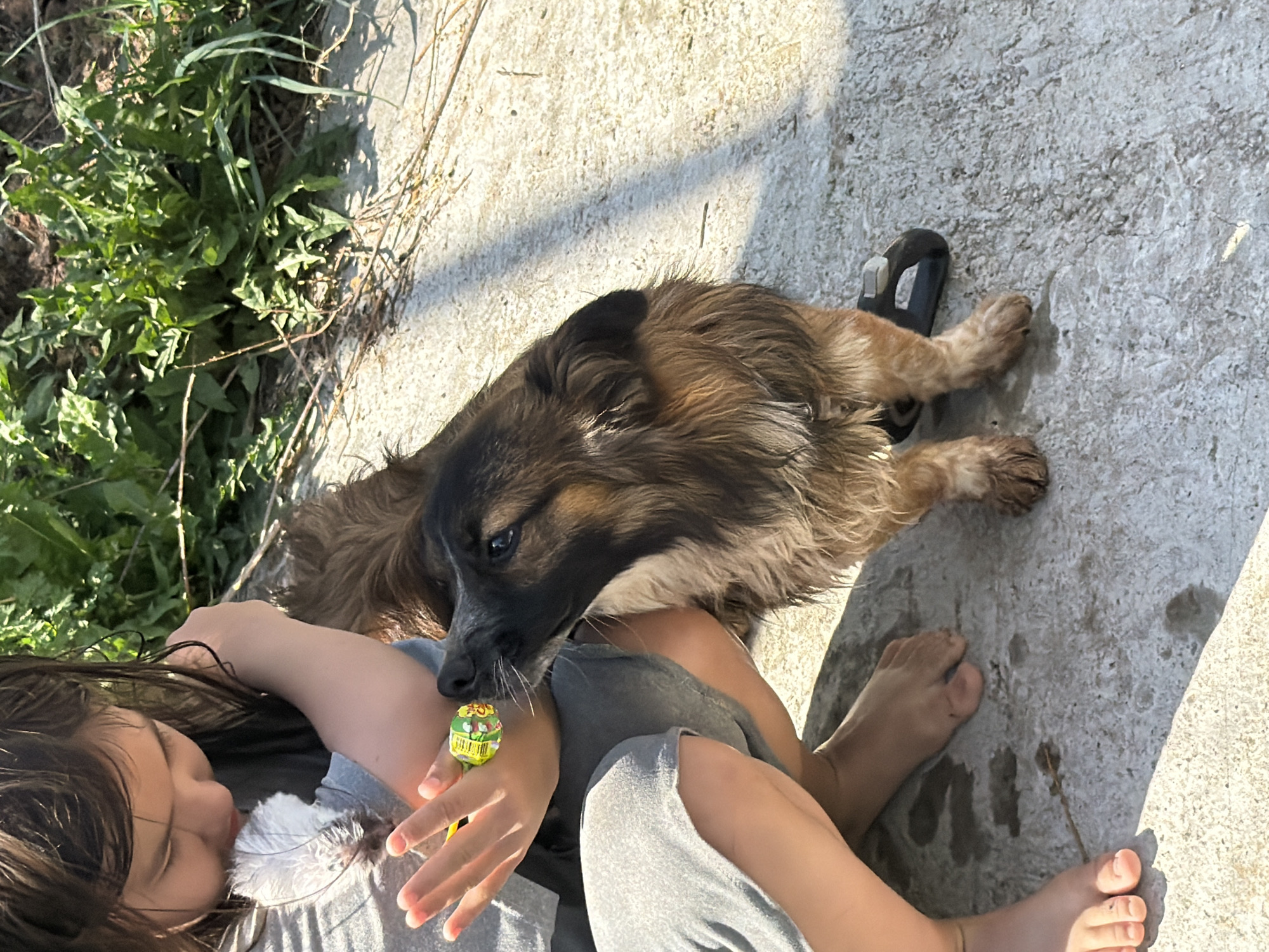 The image depicts a medium-sized, long-haired dog, primarily brown and black, interacting with a child. The child is lying on a concrete surface, clad in gray clothing, with bare feet visible. The dog is positioned above the child, its head near the child's hand which holds a lollipop with green and yellow wrapping. The background consists of grass and a concrete surface. The scene is outdoors. The location provided is Chaikovsky, Russia, however, there is no way to confirm this information.