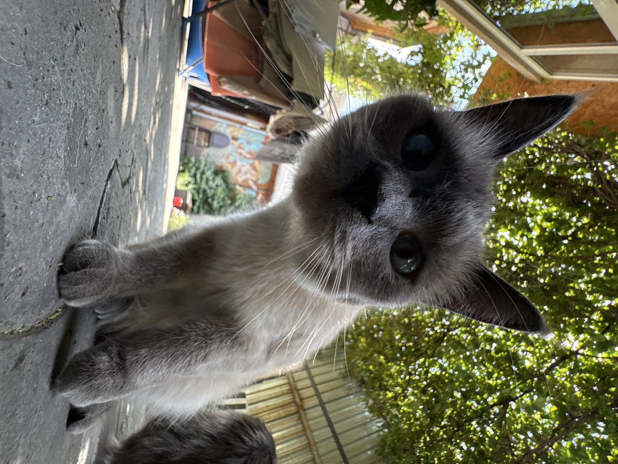 The image depicts a close-up, low-angle shot of a Siamese-mix cat in an outdoor setting. The cat, with grey and cream fur and blue eyes, is positioned in the foreground, looking directly at the camera. Its paws are resting on a cracked concrete surface. In the background, there is foliage from trees casting dappled sunlight, a corrugated metal fence, and what appears to be a building with a window. The overall environment suggests a backyard or alleyway. There are no people visible in the image. The location is specified as the city of Almaty, Kazakhstan.