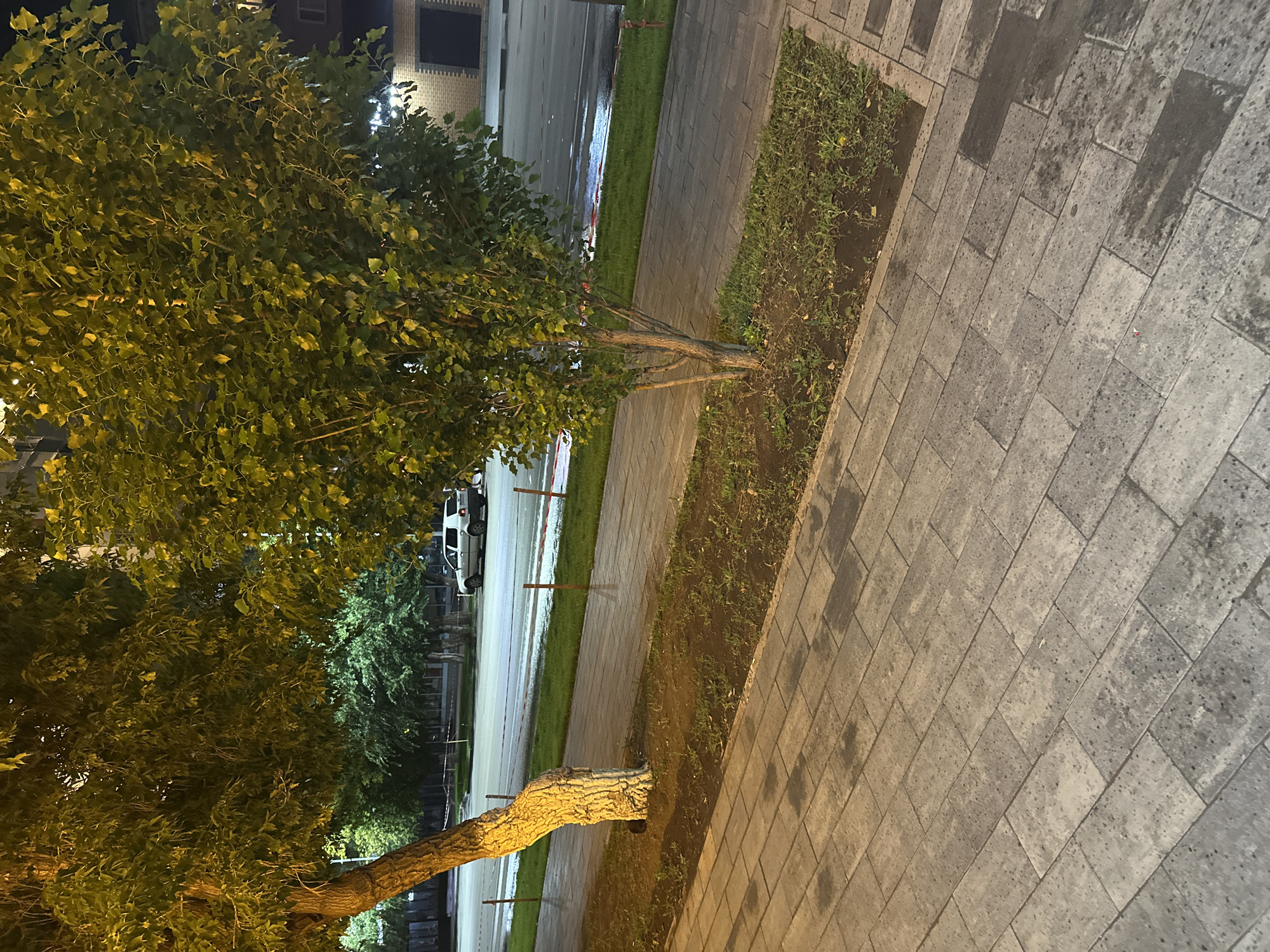 A nighttime view of a sidewalk and street in Kostanay, Kazakhstan. The sidewalk is paved with light gray rectangular stones. A young tree with thin branches and green leaves stands on the right side of the image, to the left of a mature tree with a thick, light-colored trunk and dense green foliage. A white car is parked on the street in the background. The street appears wet, with reflections visible from overhead lights. Buildings with brick facades are visible on the right side of the street. The scene is illuminated by artificial lights, casting shadows on the sidewalk.