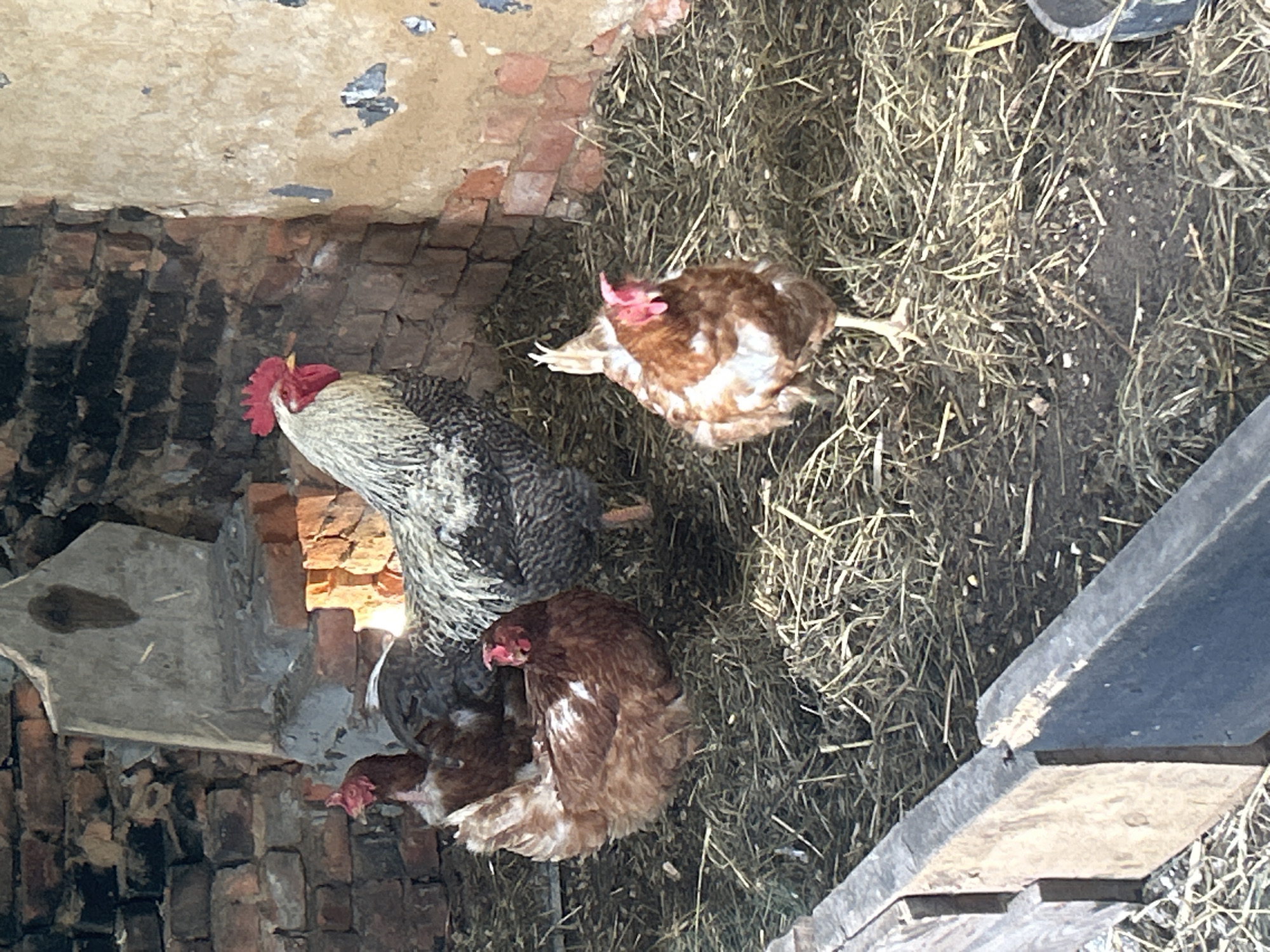 The image depicts four chickens within a rustic enclosure, likely a coop. The enclosure appears to be constructed from brick walls, one of which is partially plastered, and a rough wooden barrier in the foreground. The ground is covered with straw and dirt. Among the chickens, one is a rooster with a prominent red comb and speckled grey and white plumage. Three are hens, appearing to be various shades of brown and white. The setting is informal and agricultural. Based on the provided context, this scene is located in Vyshevychi, Ukraine.