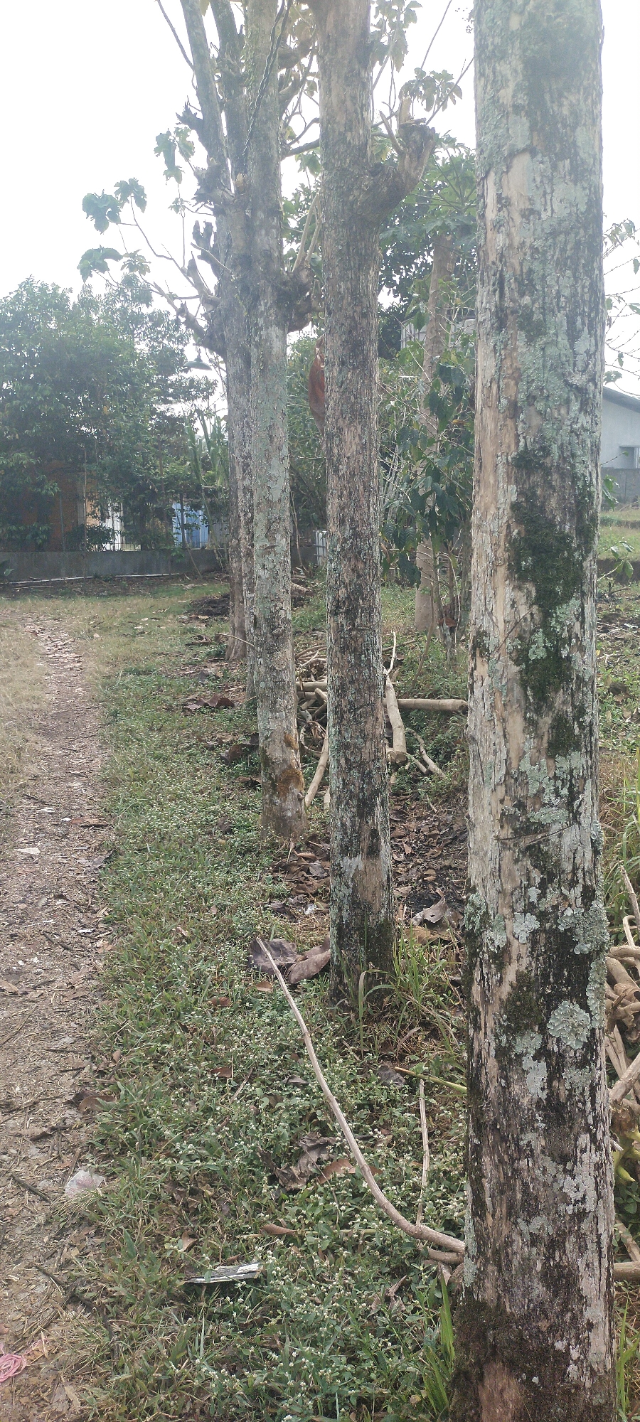 A row of four trees with rough, textured bark is visible in the foreground, with the closest tree on the right. The trees are bare of leaves and appear to be pruned. In the background, there are more trees and vegetation, along with a building that appears to be a house or structure. A dirt path is on the left side of the image, and the ground is covered in grass and fallen leaves. The scene appears to be outdoors in a semi-rural or backyard setting. The image was taken in Pasirhuni, Indonesia.