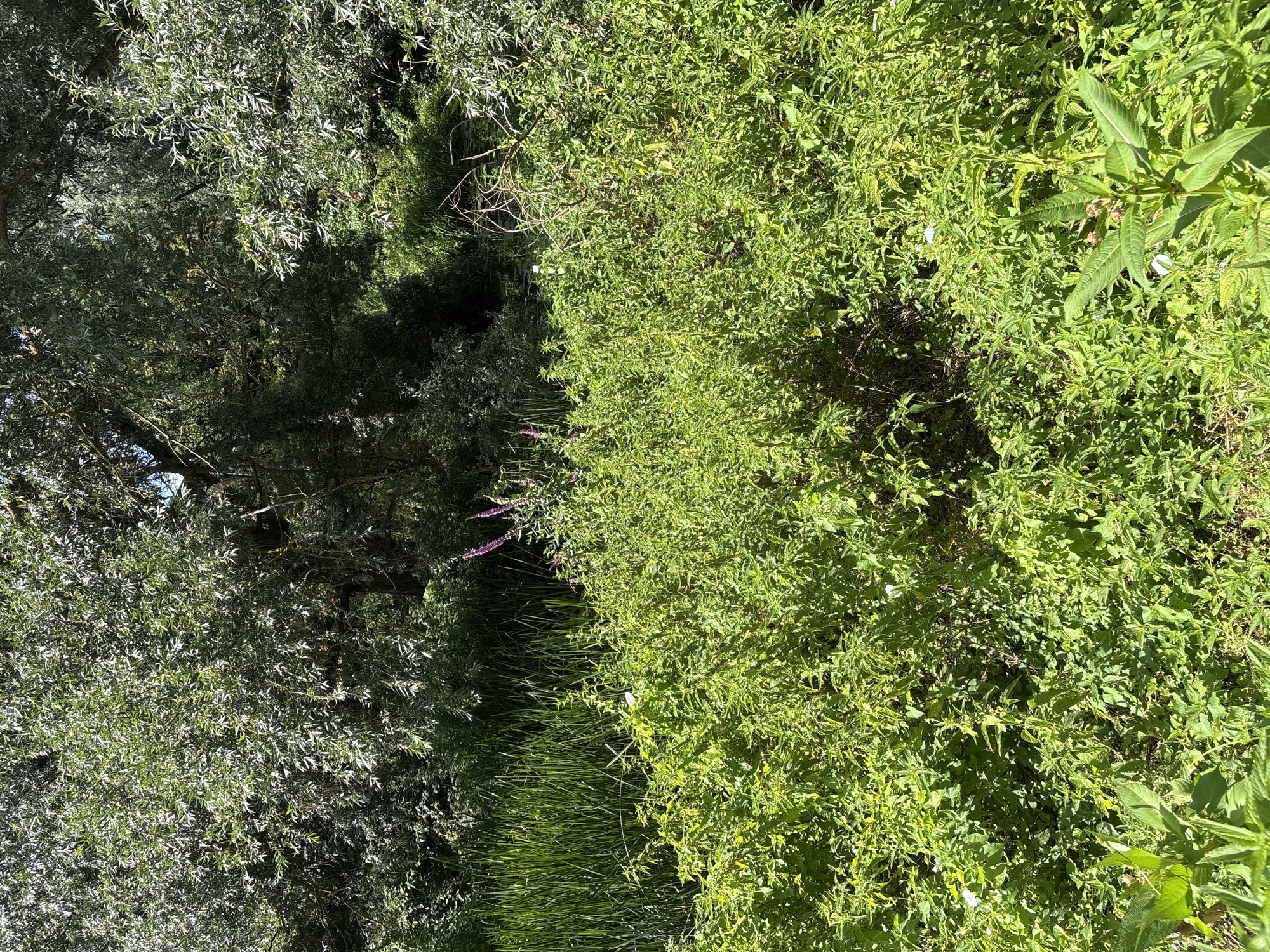 The image depicts a dense, sun-dappled natural environment. The foreground is dominated by lush green vegetation, with various leafy plants and some flowering stalks. In the mid-ground, tall reeds or grasses grow in a watery area. Behind the reeds, a dense canopy of trees with silvery-green leaves creates a shaded backdrop. A few small, light-colored objects, possibly flowers or insects, are visible scattered among the greenery. The scene appears to be an uncultivated natural area.