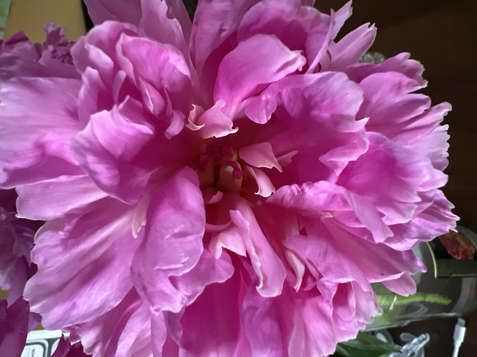 A close-up, vertical, full-frame shot shows a vibrant pink peony flower in bloom. The petals are layered and ruffled, with soft folds and delicate curves. The lighting creates a gentle play of light and shadow, highlighting the velvety texture of the petals. The background is blurred, with hints of green and yellow, suggesting other foliage or an indoor setting. The image is sharp and clear, focusing entirely on the intricate beauty of the flower.