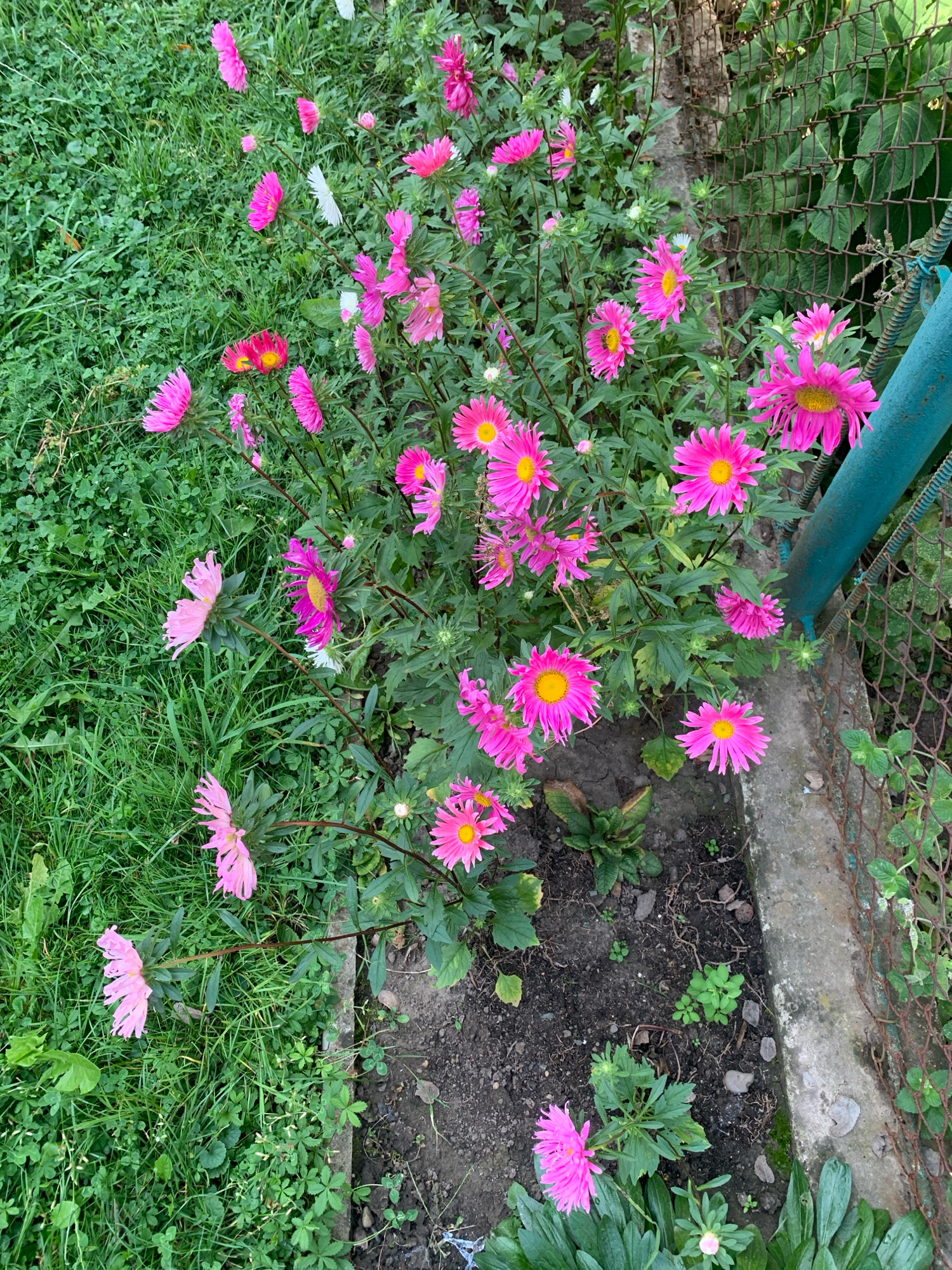 In Kolomyia, Ukraine, a patch of pink and magenta asters blooms vibrantly next to a dilapidated wire fence and a concrete path. The flowers, with their delicate, ray-like petals and yellow centers, are scattered amongst lush green grass and dark soil. Some of the asters are fully open, showcasing their full beauty, while others are still in bud, hinting at future blossoms. The fence, a mix of rusty wire and teal-painted posts, suggests an area that may be a garden or backyard. The scene evokes a sense of natural beauty juxtaposed with weathered man-made structures, typical of many urban and suburban environments.