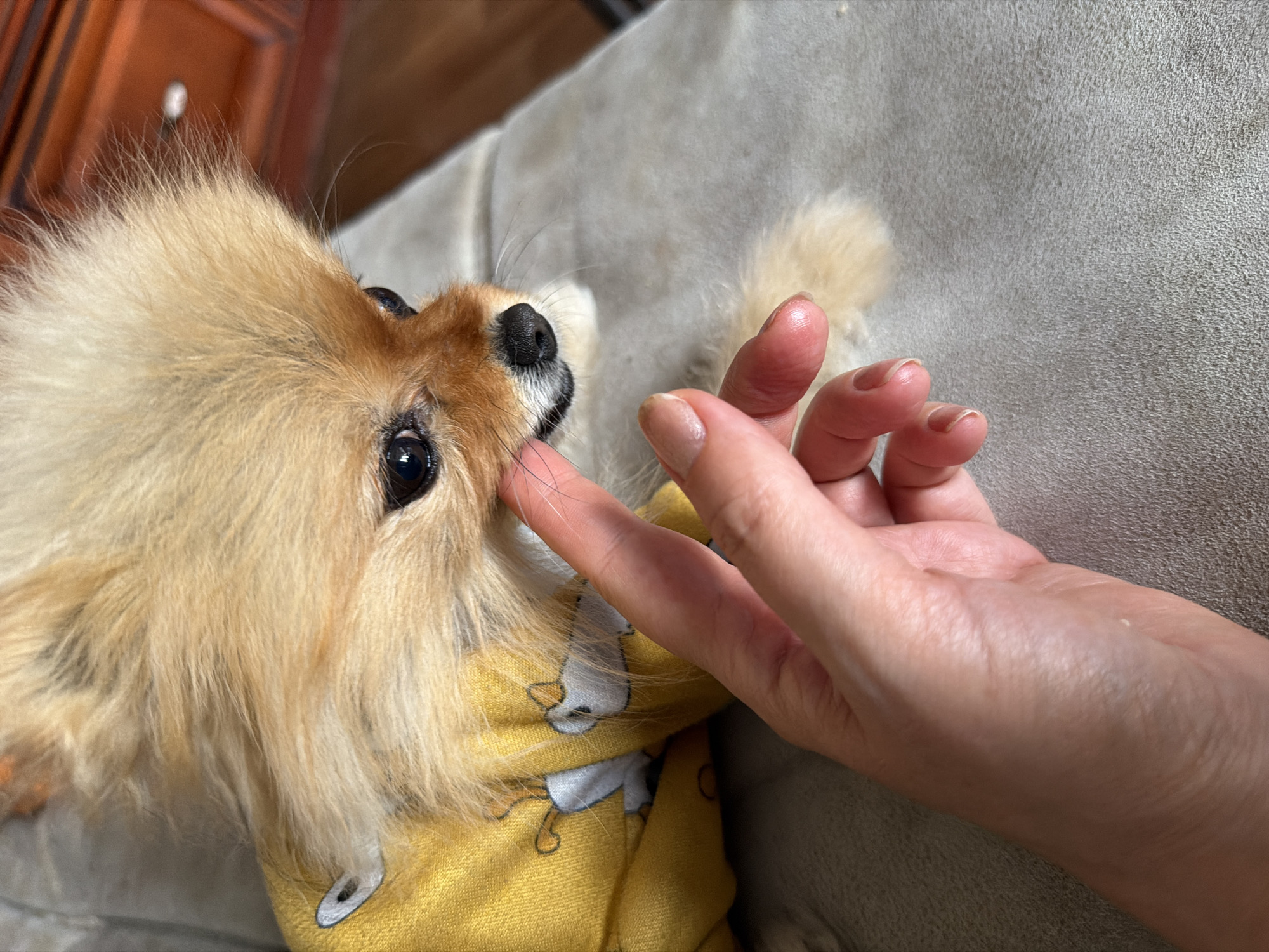 A tan and brown Pomeranian dog wearing a yellow shirt with a cartoon pattern is being petted on the face by a pale-skinned hand with short nails. The dog and hand are resting on a light grey textured surface. A wooden cabinet is partially visible in the upper left corner. The location is Unknown, Unknown.