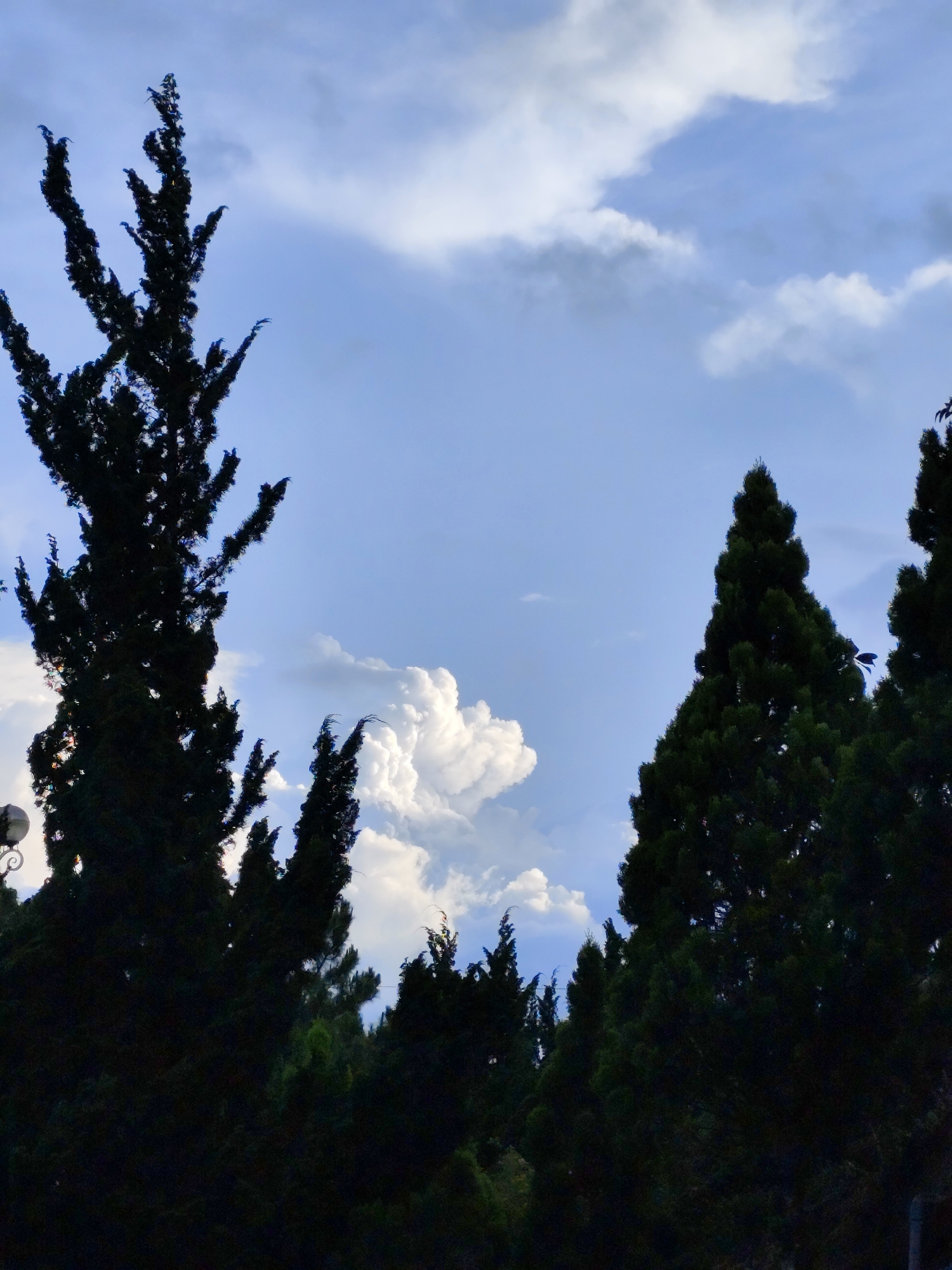 The image shows a view of the sky with trees silhouetted in the foreground. The trees are a mix of tall, thin, cypress-like trees and other evergreen trees. The sky is blue with patches of white clouds. The trees are dark green to black due to the lighting, and some branches appear spiky. A portion of a lamppost is visible on the left side of the image. The photograph's location is Unknown, Unknown.