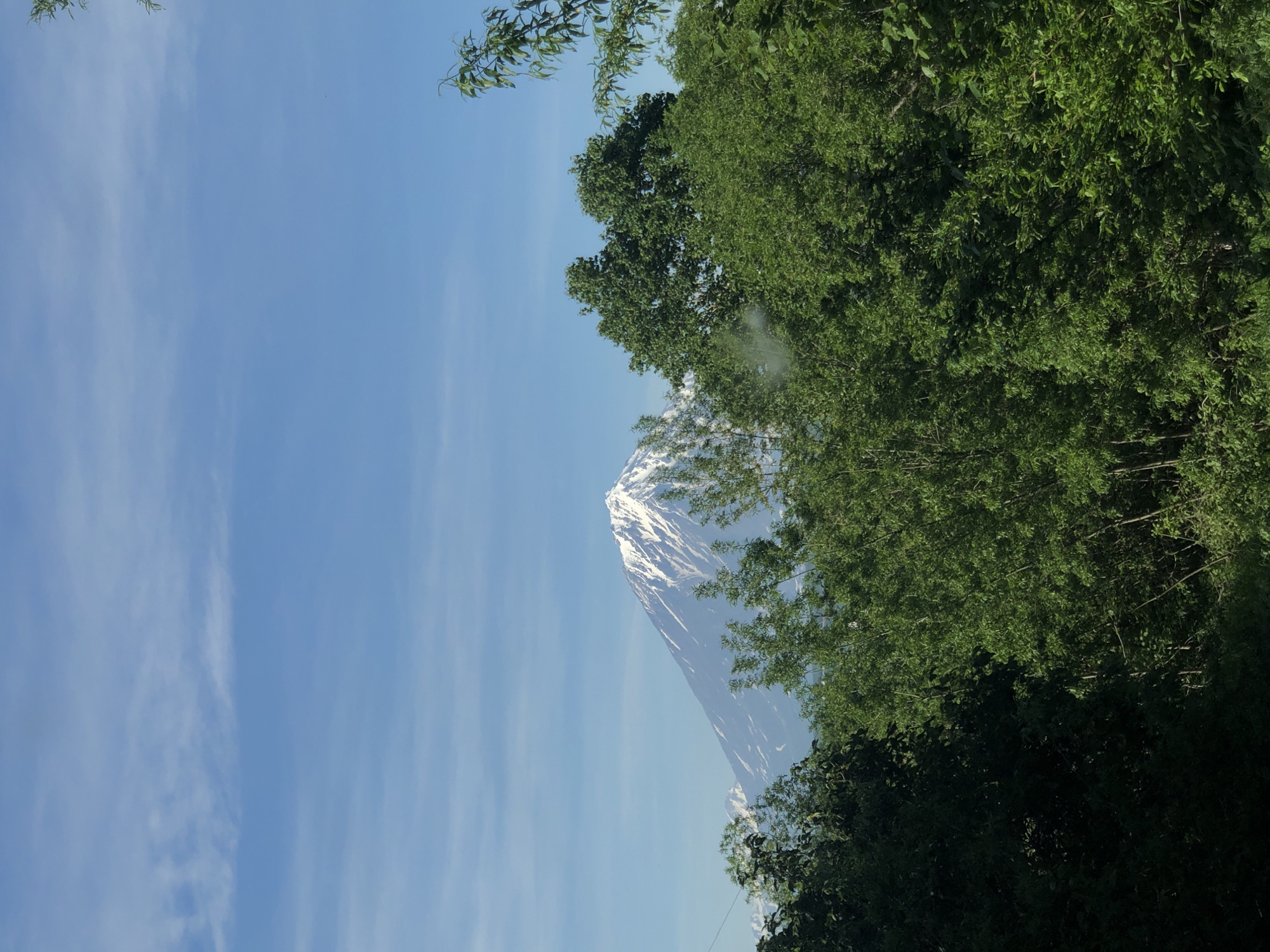 The image shows a view of a snow-capped volcano, likely Klyuchevskaya Sopka, as seen from the city of Petropavlovsk-Kamchatsky, Russia. The volcano is in the background, with its peak dusted with snow and its slopes showing patches of snow and darker volcanic rock. In the foreground, there is a dense canopy of lush green trees and foliage, obscuring the lower parts of the landscape and the city. The sky above is a clear, bright blue with a few wispy white clouds. The overall scene depicts a natural landscape with a prominent volcanic peak against a clear sky, viewed through a foreground of dense vegetation. There are no people or animals visible in the image.