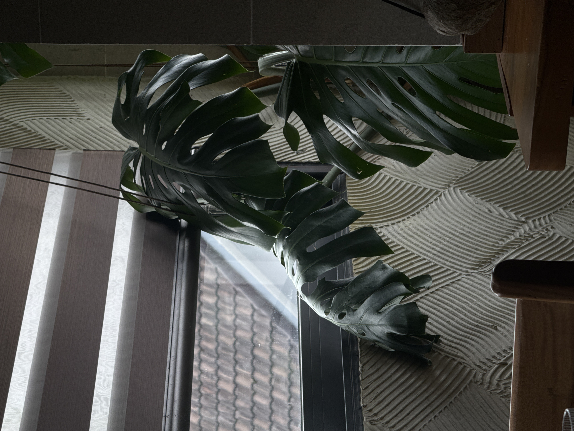 A large, deep green Monstera plant with fenestrated leaves is positioned in front of a window in what appears to be a cafe or restaurant in Da Lat, Vietnam. The window has striped blinds that are partially open, revealing a view of terracotta tile rooftops outside, suggesting a traditional Vietnamese architectural style. The wall behind the plant has a textured pattern of wavy, raised lines. To the right, a dark gray concrete pillar and a wooden tabletop are visible. A portion of a wooden chair is in the foreground. The lighting is dim, with light filtering in from the window and creating shadows.