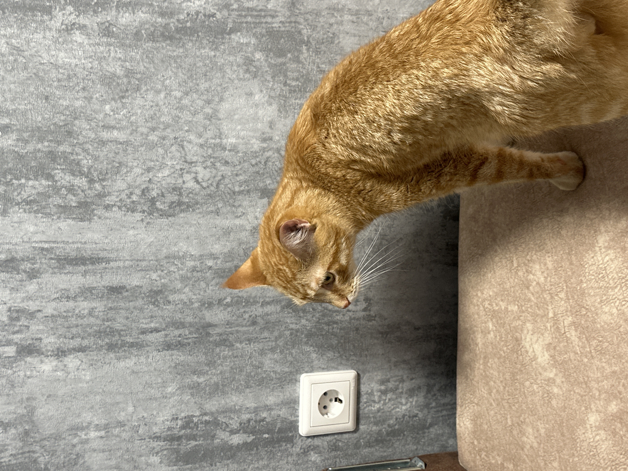 An orange tabby cat is perched on a beige upholstered surface, facing left and looking at a white electrical outlet on a grey textured wall. The cat's fur is illuminated by sunlight from the right, creating shadows. The outlet is a European-style Type F socket. The background is a plain, textured grey wall. The scene is indoors.