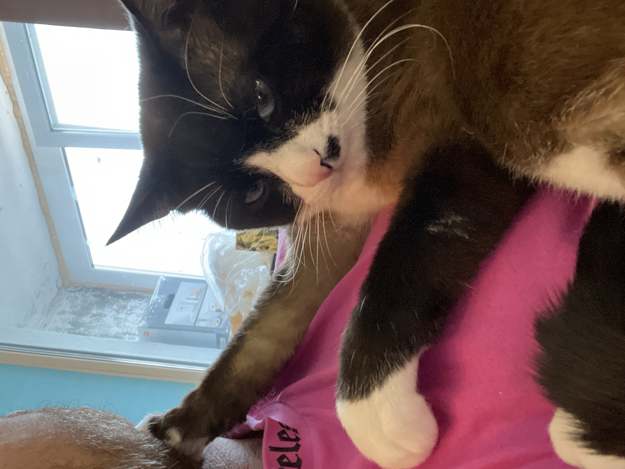 This image depicts an indoor scene in Noviy, Russia, focusing on a domestic cat interacting with a human. A black, white, and brown/ginger (tortoiseshell-patterned) cat with blue eyes, prominent white whiskers, and a distinct black spot resembling a mustache below its nose is positioned on a human's chest. The cat's white-pawed right foreleg extends towards the human's bearded neck/chin area. Only a portion of the human's upper body is visible on the left, wearing a bright pink garment with dark lettering, partially displaying "ele." In the background, a large window with white frames provides bright, diffused external light. To the left of the window, a light blue wall is visible. Below the window, a windowsill or ledge holds a gray box with an illustrative graphic and a clear plastic bag containing light-colored material. The wall surrounding the window, particularly in the upper left, exhibits textural inconsistencies and discoloration.