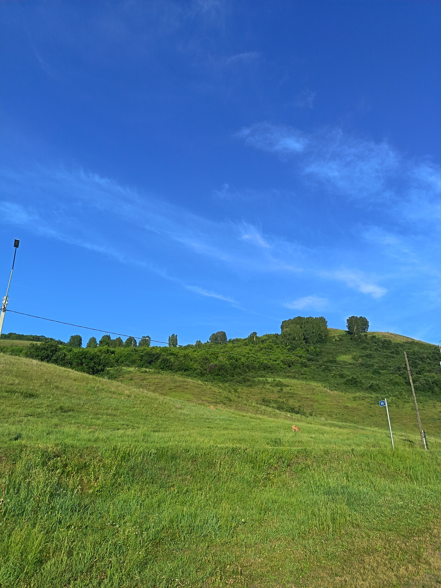 The image depicts a wide, grassy hillside under a clear blue sky with thin, wispy clouds. A line of trees borders the top of the hill. In the foreground, the grass is tall and lush, sloping upwards towards the treeline. A lone deer can be seen grazing on the hillside. A street lamp stands on the left side of the frame, and two utility poles are visible on the right, one with a blue sign displaying the number "96". The scene is set in the city of Soloneshnoye, Russia.