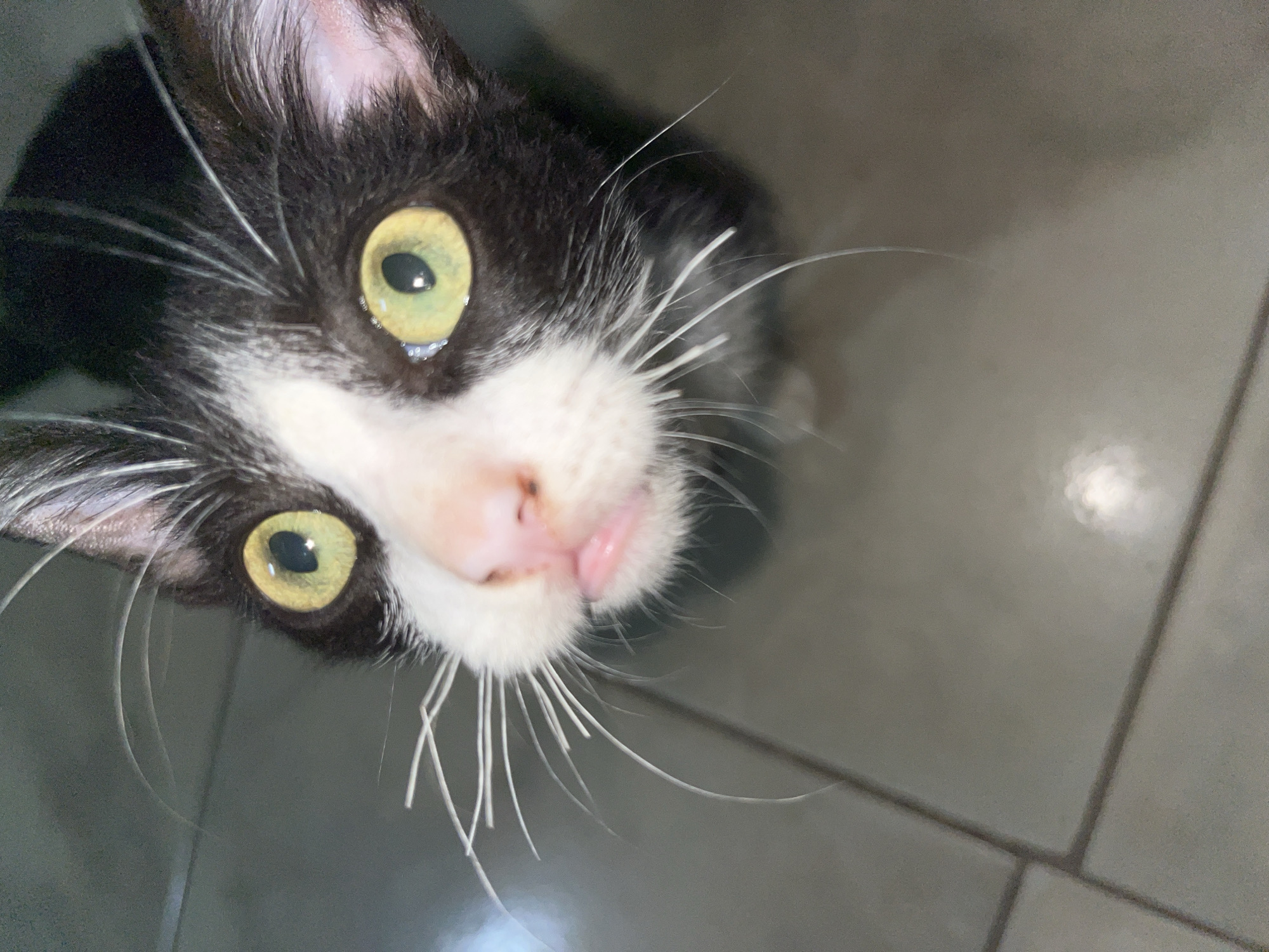 A close-up, high-angle shot shows a black and white cat with green eyes looking directly at the camera. The cat has a white patch on its face and a pink nose, with a small portion of its tongue visible. The background appears to be a tiled floor, possibly indoors. The location in Tinaquillo, Venezuela is not discernible from the image.