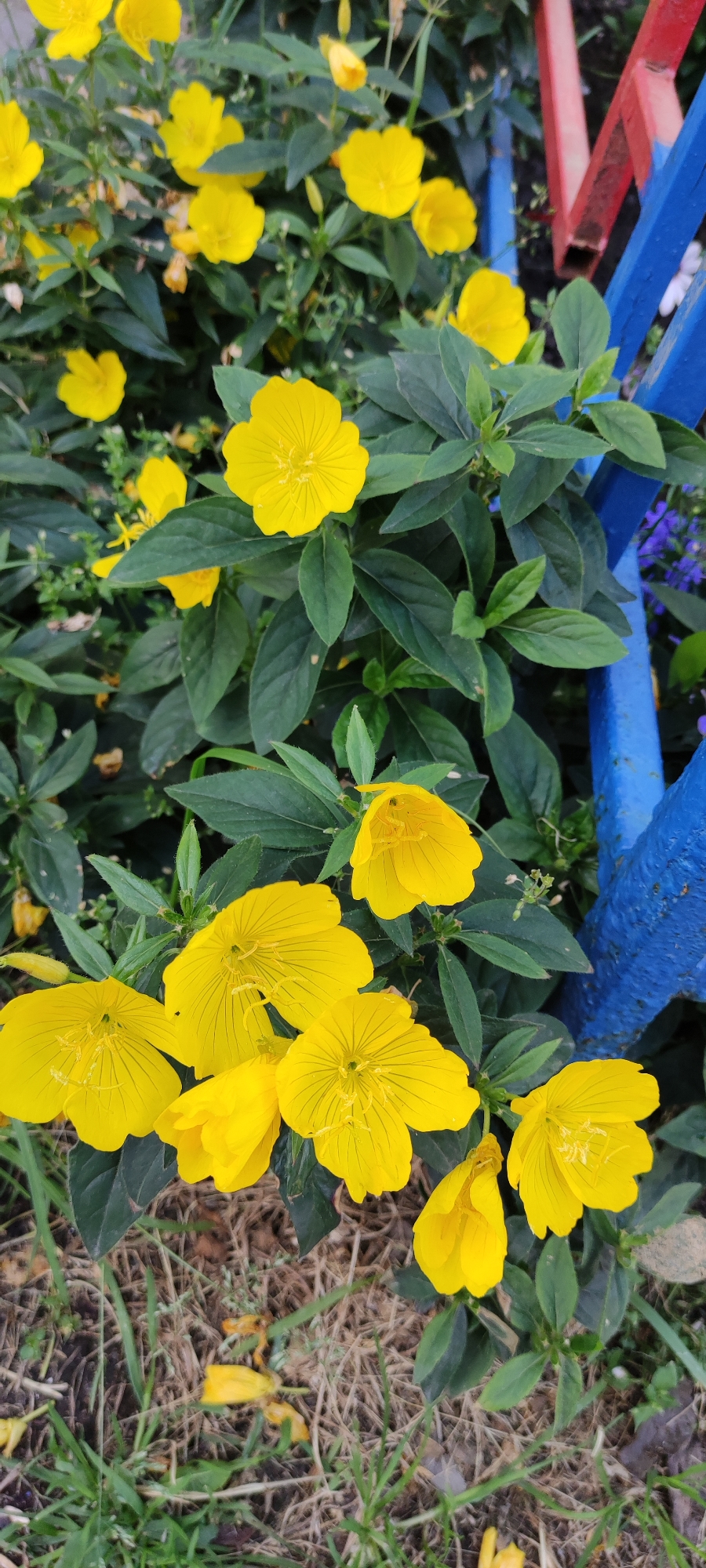 This is a medium-shot, eye-level, vertical, full-color photograph of a cluster of yellow flowers, possibly evening primroses, in what appears to be a park or garden setting. The flowers are in various stages of bloom, with some fully open and others still partially closed. They have delicate, ruffled petals and prominent stamens. The foliage is a lush green, with some leaves slightly wilted or brown, suggesting it is late in the growing season.

In the background, a bright blue and red metal structure is visible, possibly part of a playground or park bench. Small, purple flowers are also visible peeking through the green leaves near the blue structure. The ground beneath the flowers is covered in dry grass and dirt.

The overall impression is one of natural beauty juxtaposed with man-made elements. The image was taken in Chekhov, Russia, suggesting a common urban green space. There are no people or animals present in the scene.