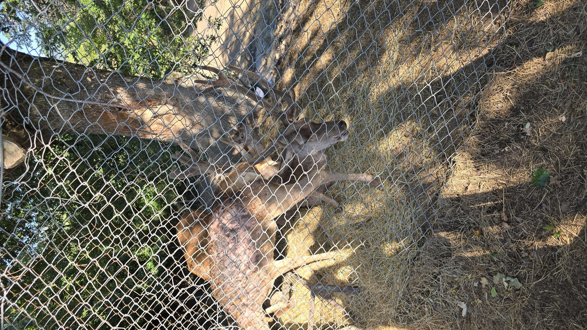 The image depicts a deer enclosure, likely in a zoo or wildlife park, located in Krasnovo, Bulgaria. Two deer are visible within the enclosure, which is enclosed by a metal mesh fence. The ground inside the enclosure is covered with hay and dry grass, suggesting an outdoor habitat. A tree trunk stands prominently behind the deer, partially obscured by the fence. The lighting indicates it is daytime, with sunlight casting shadows on the ground and through the fence. One deer appears to be larger, with visible antlers, and has patches of fur missing from its body. The other deer is smaller and positioned in front of the larger one. The overall scene is that of animals in a controlled environment, with the fence acting as a barrier between the viewer and the subjects.