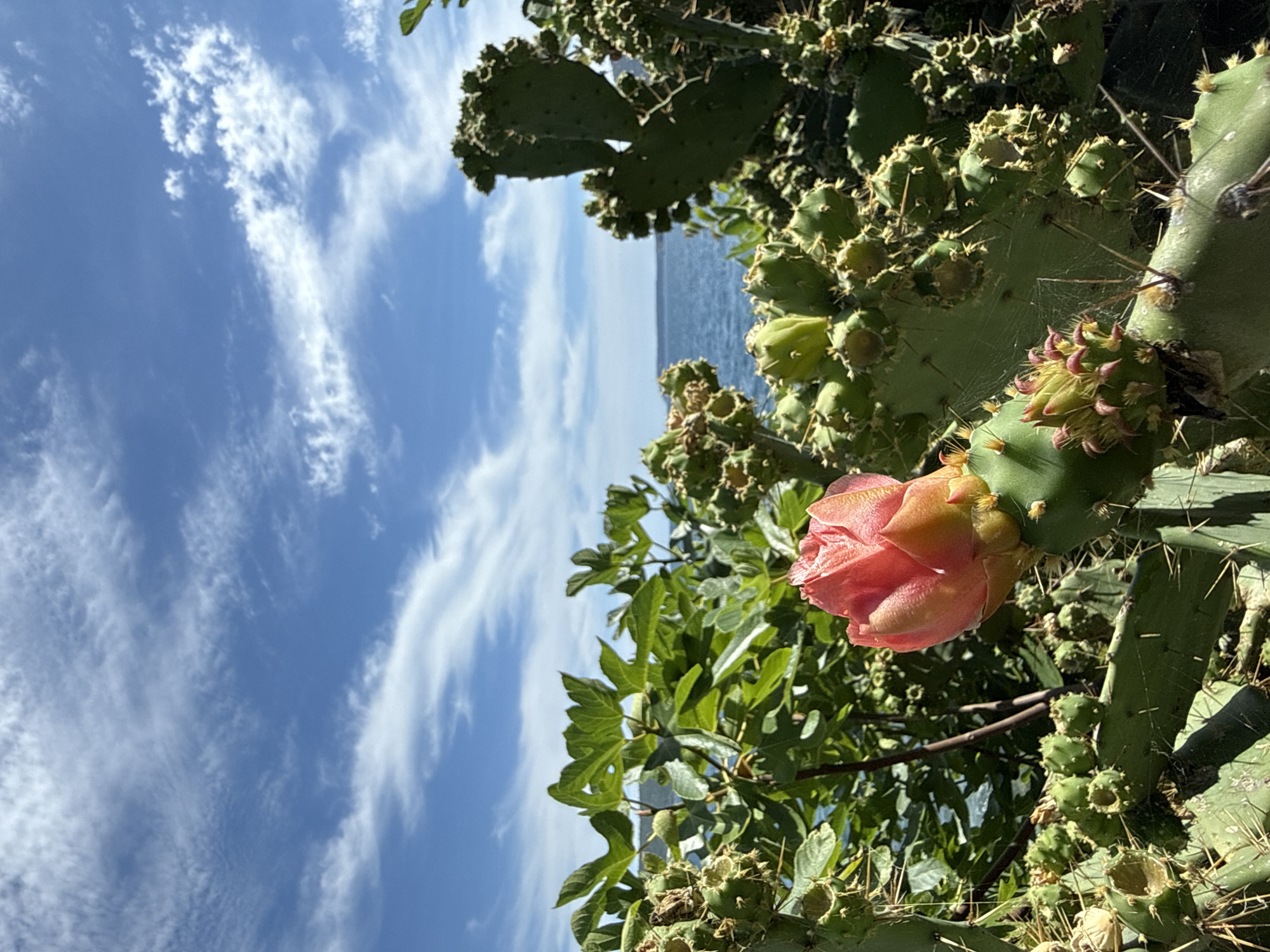 A close-up, eye-level shot captures a budding pink flower of a prickly pear cactus in the foreground, with its spiky pads and developing fruits visible. Behind the cactus, lush green foliage of another plant is seen, partially obscuring the blue sea and a distant shoreline under a sky filled with wispy white clouds. The scene is likely from a coastal area in Herceg Novi, Montenegro, a region known for its Mediterranean climate and abundant plant life. There are no people present in the image.