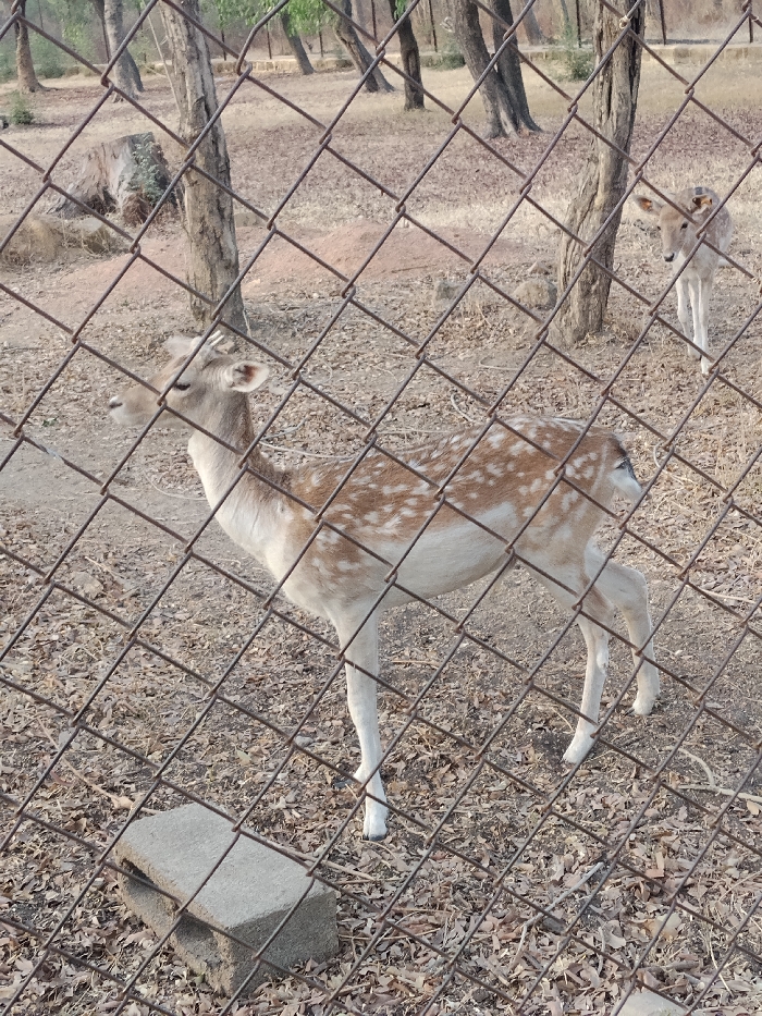 The scene depicts an outdoor enclosure, purportedly located in Gandu Albasa, Nigeria, observed through a prominent, rusty chain-link fence with diamond-shaped apertures. The primary subject is a deer, exhibiting a light tan coat with distinct white spots across its back and flanks, and a white underside and legs. It stands in a left-facing profile with rudimentary antlers or antler buds visible. A second, similarly colored deer is partially visible further in the background, to the right. The ground comprises dry, light brown earth covered with sparse leaf litter. Deciduous trees with slender, light-colored trunks and minimal foliage populate the background. A gray concrete block with a visible internal void is present on the ground in the lower-left quadrant, immediately behind the fence.