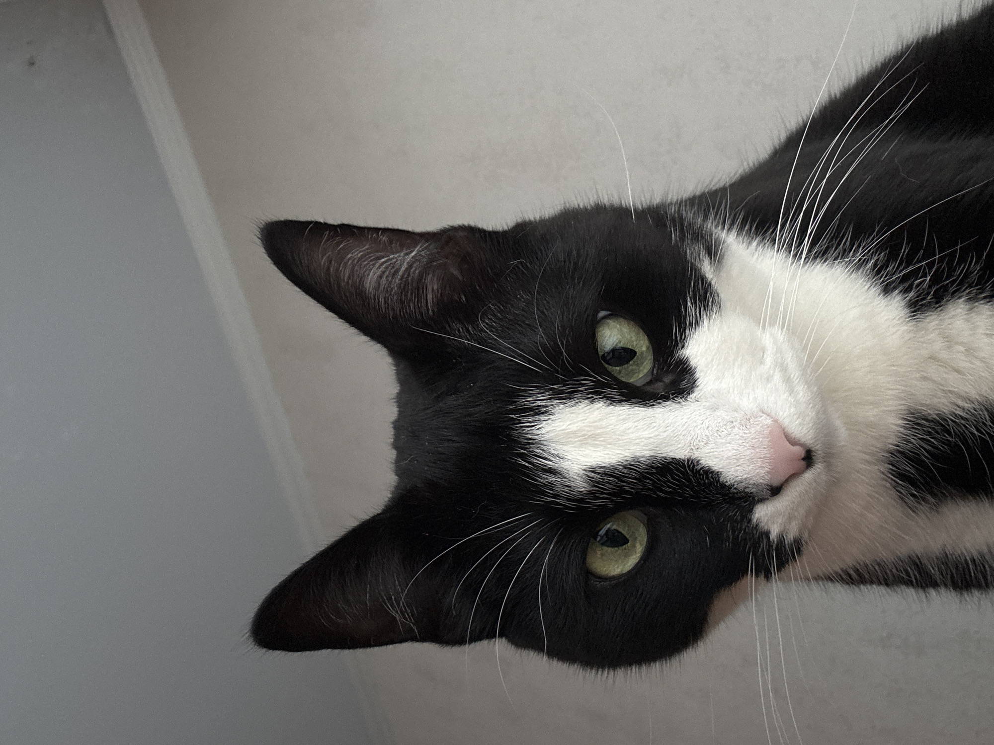 A close-up, high-angle shot features the head of a black and white cat. The cat has green eyes, a pink nose, and prominent white whiskers. The background consists of a neutral-colored wall with a white trim. The cat's fur is predominantly black with a white blaze on its face and chest. The overall lighting is soft and natural. There is no discernible location in Saint Petersburg, Russia, or any other city visible in the image.