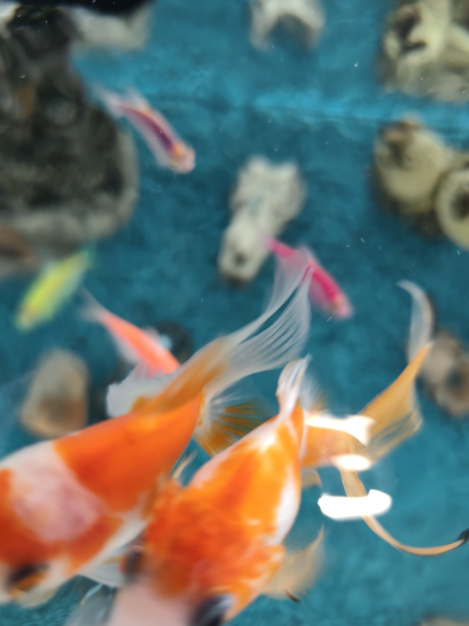The image depicts a vibrant, blurred aquatic scene, likely an aquarium or shallow pond, at an unknown location in Unknown, Unknown. Multiple fish are captured in motion against a bright turquoise-blue water background. In the foreground, two large goldfish, predominantly orange with white markings and extensive, flowing fins, are visible, heavily blurred due to movement. Their forms are indistinct, but the characteristic colors and fin structures are discernible. In the midground and background, several smaller, brightly colored fish are present, also exhibiting motion blur. These include a vivid pink/red fish with white fins, a yellow/lime green fish, a reddish-orange fish, and a light pink/purple fish with a darker longitudinal stripe. Indistinct, blurry shapes, possibly aquarium decorations or natural elements like rocks, in shades of gray, white, and light brown, are scattered in the background and along the perimeter of the water. Small white particles or bubbles are sparsely distributed throughout the water. The overall impression is one of dynamic underwater life, rendered with significant motion blur across all subjects.