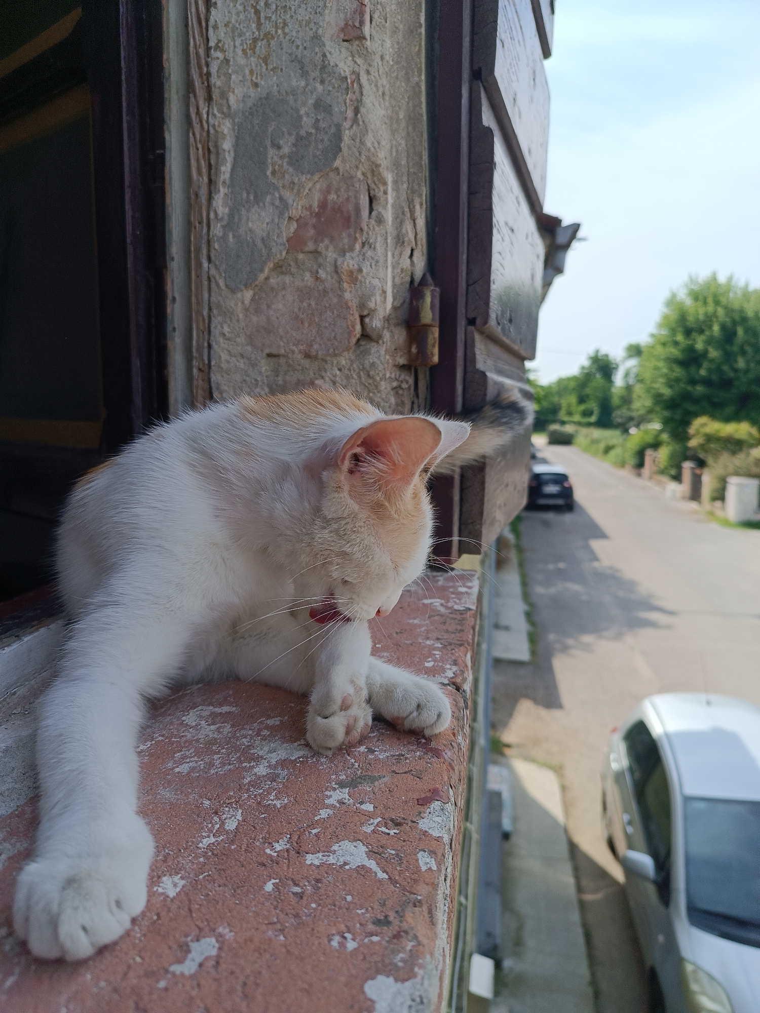 A cat is lounging on a window sill overlooking a street in Viadana, Italy. The cat, primarily white with orange patches, is positioned on the weathered, red-brick sill, with its front paws extended. The window frame is dark brown, and the surrounding wall shows signs of age and disrepair, with exposed bricks and peeling paint. The window looks out onto a narrow street. A silver car is parked on the right side of the street. A black car is further down the street. The street is flanked by vegetation. The sky is pale blue.
