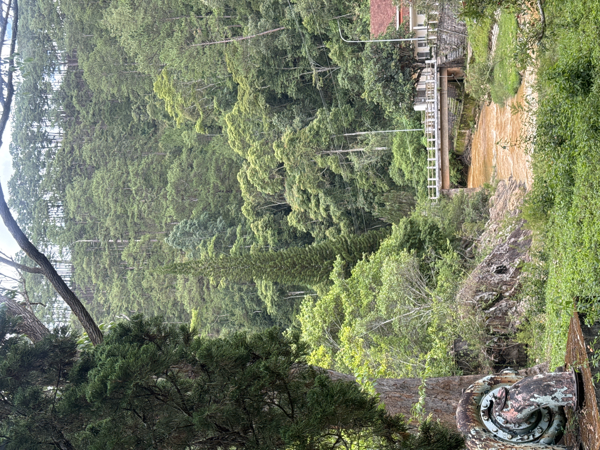 This image depicts a lush, hilly landscape in Păng Tiêng 1, Vietnam. The scene is dominated by dense green vegetation covering the slopes, with a mix of trees of varying heights and foliage density.
A small, muddy river flows through a channel, with a bridge spanning across it. A building with a red tile roof is visible.
In the foreground, there is a tree and an old, rusty piece of machinery, possibly part of a hydroelectric system. The overall impression is that of a natural landscape with signs of human intervention and infrastructure.
