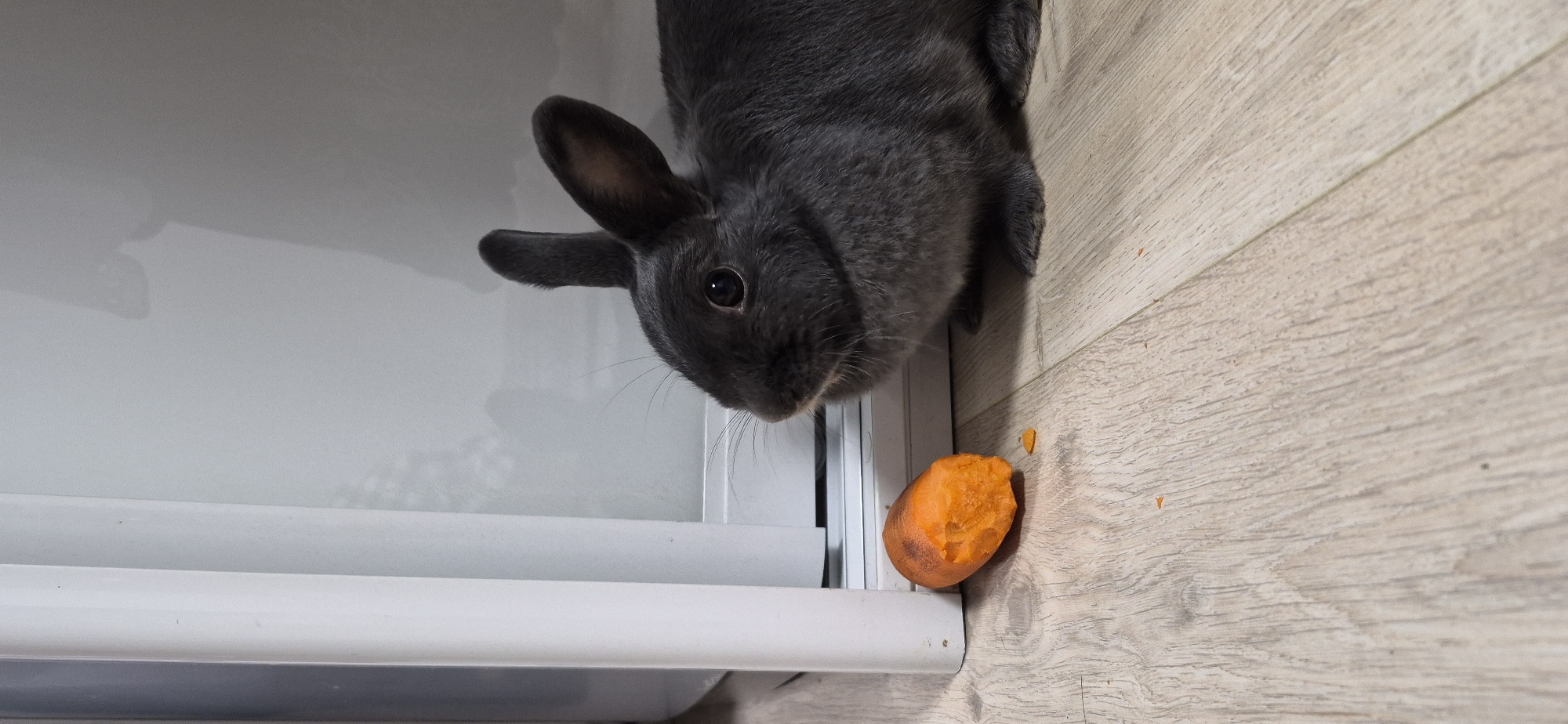 A dark gray rabbit is sitting on a light brown wooden floor next to a partially eaten carrot. The rabbit is facing left, with its ears pointed upwards. The carrot is orange and appears to have been bitten into. A white vertical object, possibly a refrigerator or cabinet, is behind the rabbit. The scene is lit by artificial light, casting shadows on the floor. The location is Ussurijsk, Russia.