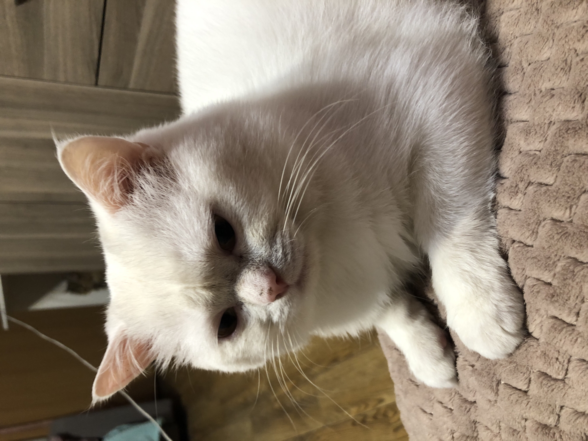 A white cat is lying on a tan, textured blanket in an indoor setting. The cat is facing to the left, with its head turned slightly towards the viewer. Its eyes are dark and appear to be partially closed, giving it a sleepy or perhaps grumpy expression. The cat has prominent white whiskers and pink ears. The background is slightly blurred, showing what appears to be wooden furniture and a wall. A thin white wire is visible in the upper left portion of the image. The overall lighting suggests an indoor environment, possibly at night or in a dimly lit room.