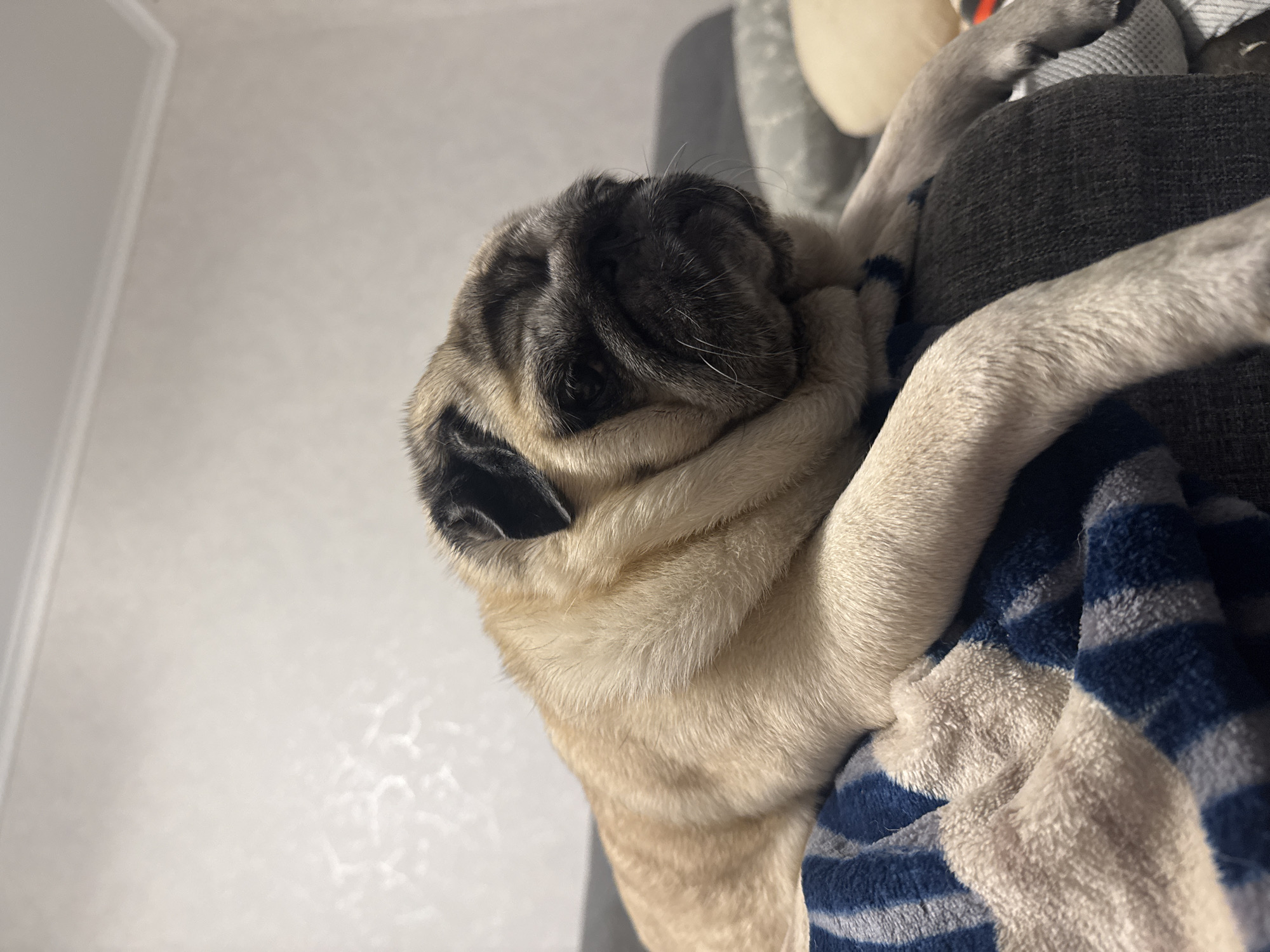 A pug dog is lying on a blanket on what appears to be a couch. The dog is fawn colored with a black muzzle and ears. Its eyes are dark and it has wrinkles on its face. The blanket is striped with blue and beige. The background is a wall with subtle texturing. The scene is indoors and likely residential, with no indications of it being specifically in Bishkek City, Kyrgyzstan.