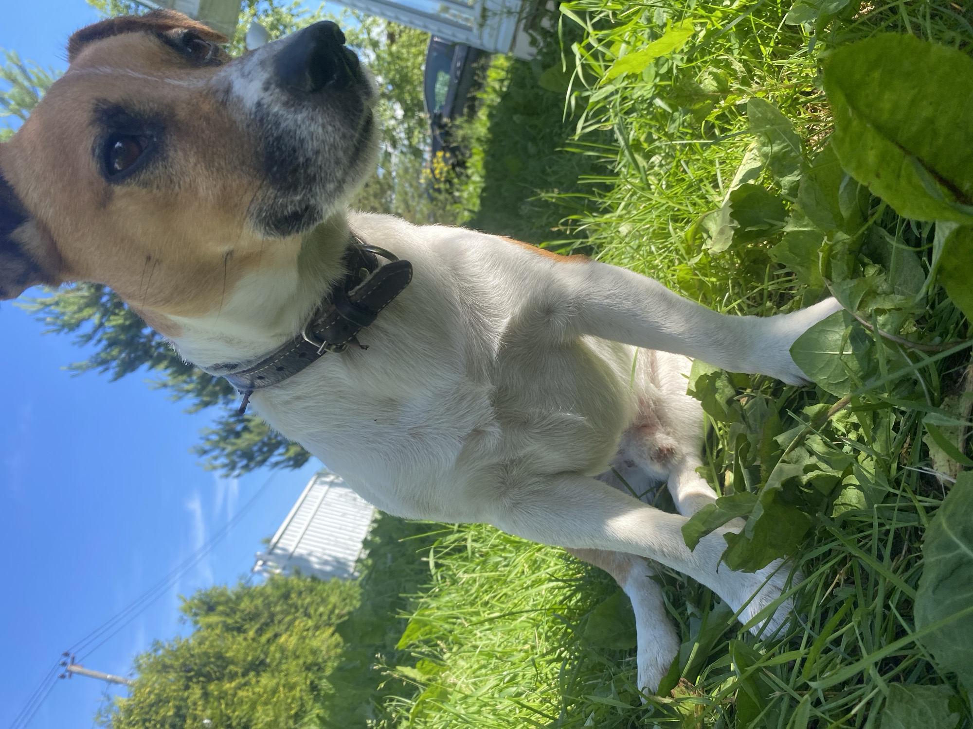 The image shows a Jack Russell Terrier dog lying in lush green grass on a sunny day. The dog has white fur with tan markings on its head and back, and a dark brown collar. Its head is tilted up, looking towards the sky, with its left eye visible. In the background, there is a clear blue sky with a few wispy clouds, green trees, and a white building with a slightly visible roofline. There is also a hint of electrical wires and a utility pole. The scene appears to be outdoors, possibly in a yard or a field, given the abundance of grass and foliage. The bright sunlight suggests it is daytime. The dog's relaxed posture implies it is at ease. There is no visible text in the image.