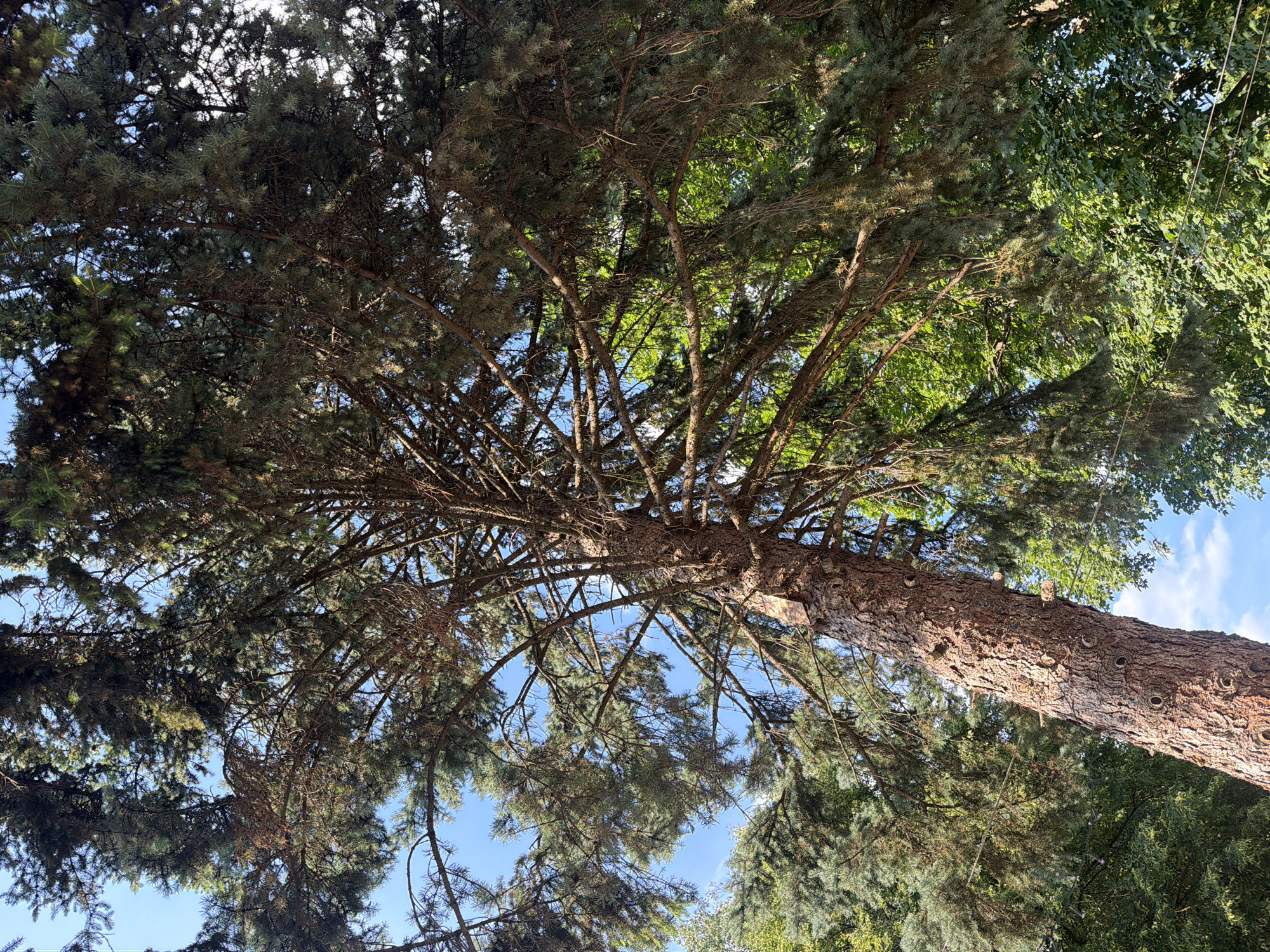 In Vladaya, Bulgaria, a close-up, low-angle shot captures the textured bark of a mature pine tree's trunk, angled upwards into a canopy of dark green needles and branches against a bright blue sky with scattered white clouds. The tree's trunk is rough and reddish-brown, with several circular indentations visible. The branches of the pine tree are dense, with some dead twigs interspersed among the live needles, creating a complex, layered effect. Sunlight filters through the foliage, casting dappled shadows. In the background, lighter green foliage from other trees is visible, suggesting a natural setting. A thin, horizontal wire runs across the mid-section of the image.