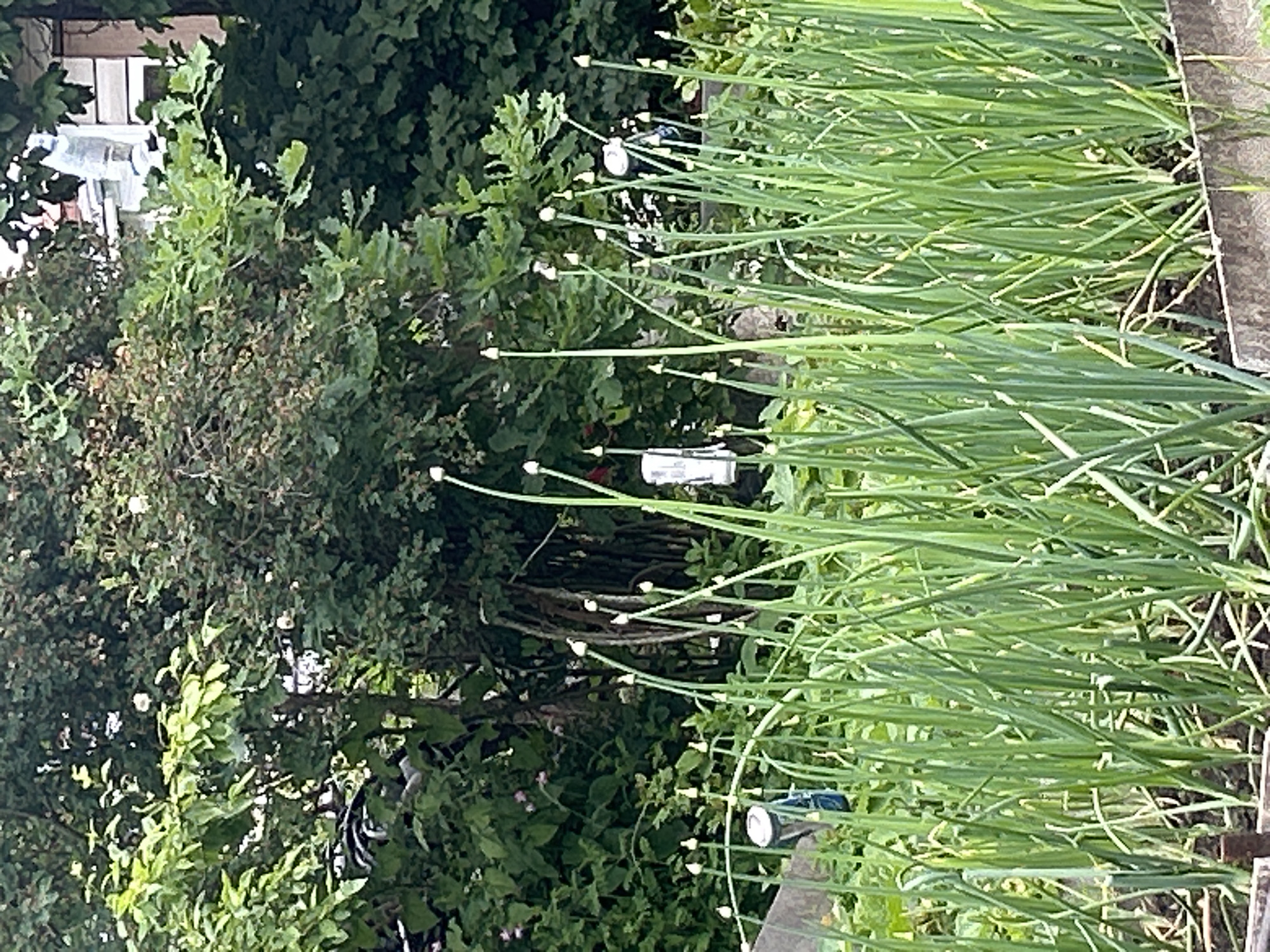 The image depicts a vibrant garden scene with a focus on a row of tall, green plants, likely chives or a similar allium, in the foreground. These plants have long, slender stalks topped with small, round buds, indicating they are about to bloom or have just begun. Interspersed among the stalks are a few small, round, white objects, possibly bird deterrents or markers.
In the background, lush green foliage creates a dense backdrop. To the left, a portion of a building with a white facade and windows is visible, suggesting a residential setting. The lighting suggests it is daytime, with natural light illuminating the scene. The overall impression is one of a flourishing garden in a natural environment. There is no visible text in the image. The location context is Leningradskaya, Russia.