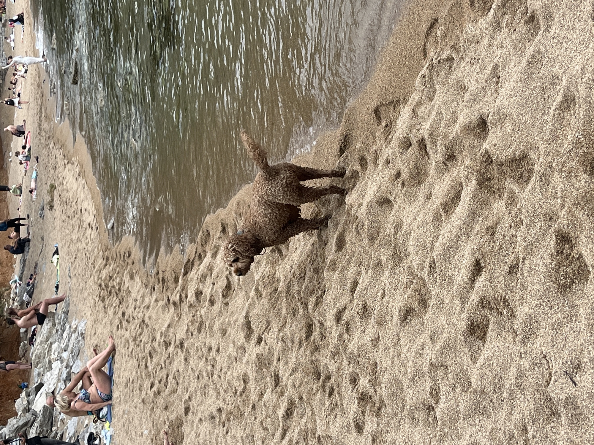 The image shows a crowded beach scene, with the shoreline running diagonally from the top left to the bottom right. A brown, wet, medium-sized dog stands near the water's edge, facing away from the viewer. The beach is sandy, and numerous people are scattered along the shoreline, some sunbathing and others closer to the water. The water is rippled and reflects light. The location appears to be a popular beach, possibly a tourist destination. The city and country are unknown.