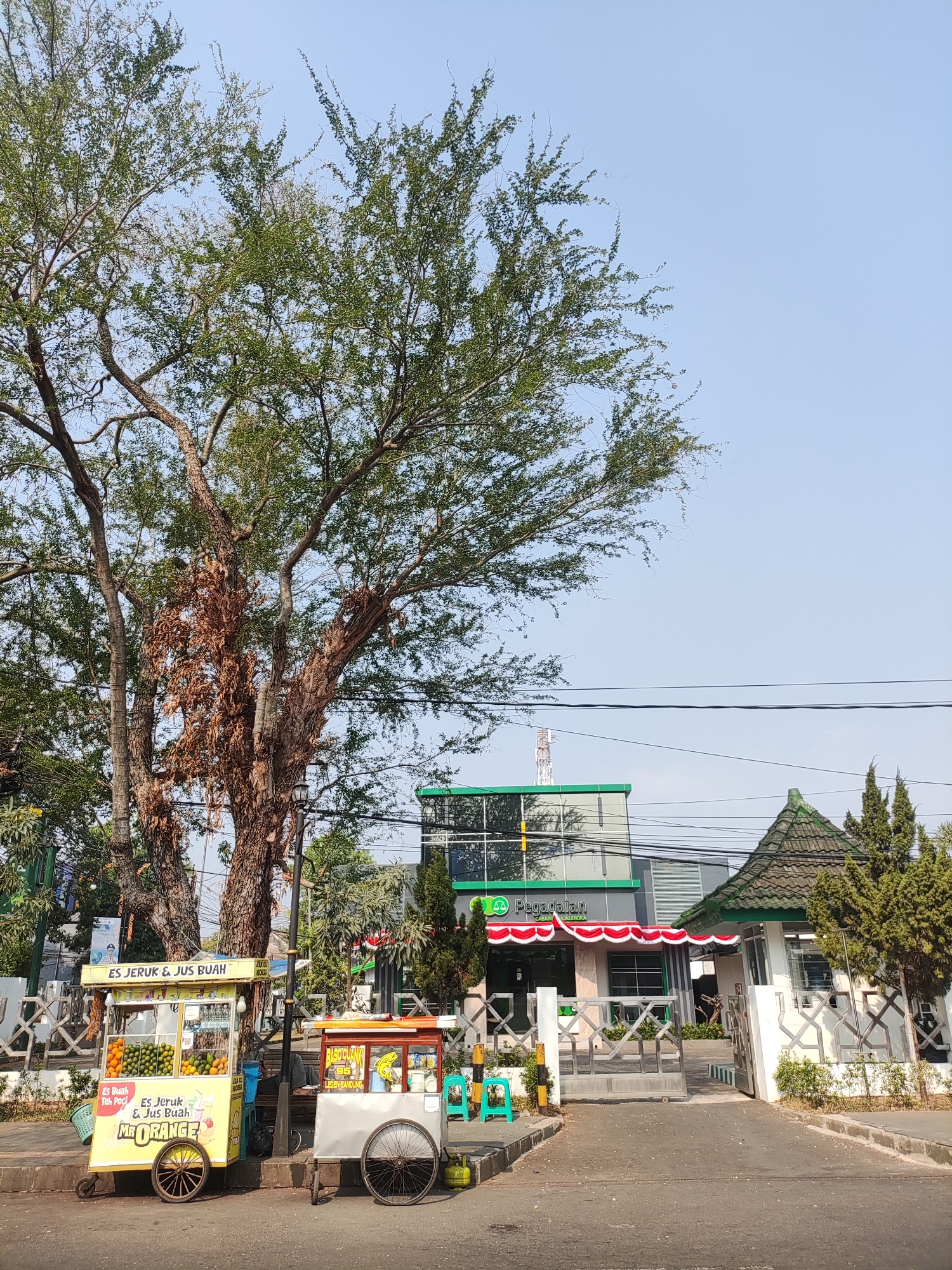 The image captures an outdoor scene on a sunny day, likely in Majalengka, Indonesia, given the presence of the "Pegadaian Cabang Majalengka" building, a state-owned pawnshop. A large, mature tree with a significant portion of dry, brown foliage dominates the left side of the frame, its branches reaching towards a clear blue sky. In the foreground, two street food carts are parked on a sidewalk. The cart on the left is yellow and advertises "ES JERUK & JUS BUAH" (Orange Juice & Fruit Juice) with images of oranges. It displays a basket of oranges and what appear to be bananas. The cart on the right is a lighter color and has a sign with red lettering. Behind the carts, a modern building with green and grey accents, identified as Pegadaian Cabang Majalengka, is visible. The building features a red and white striped awning over its entrance. Adjacent to the Pegadaian building is a smaller structure with a traditional tiled green roof. A metal gate leading into the Pegadaian property is open. Power lines are strung across the upper portion of the image. The overall impression is a typical street scene in an Indonesian town, with a mix of natural elements and commercial activity.