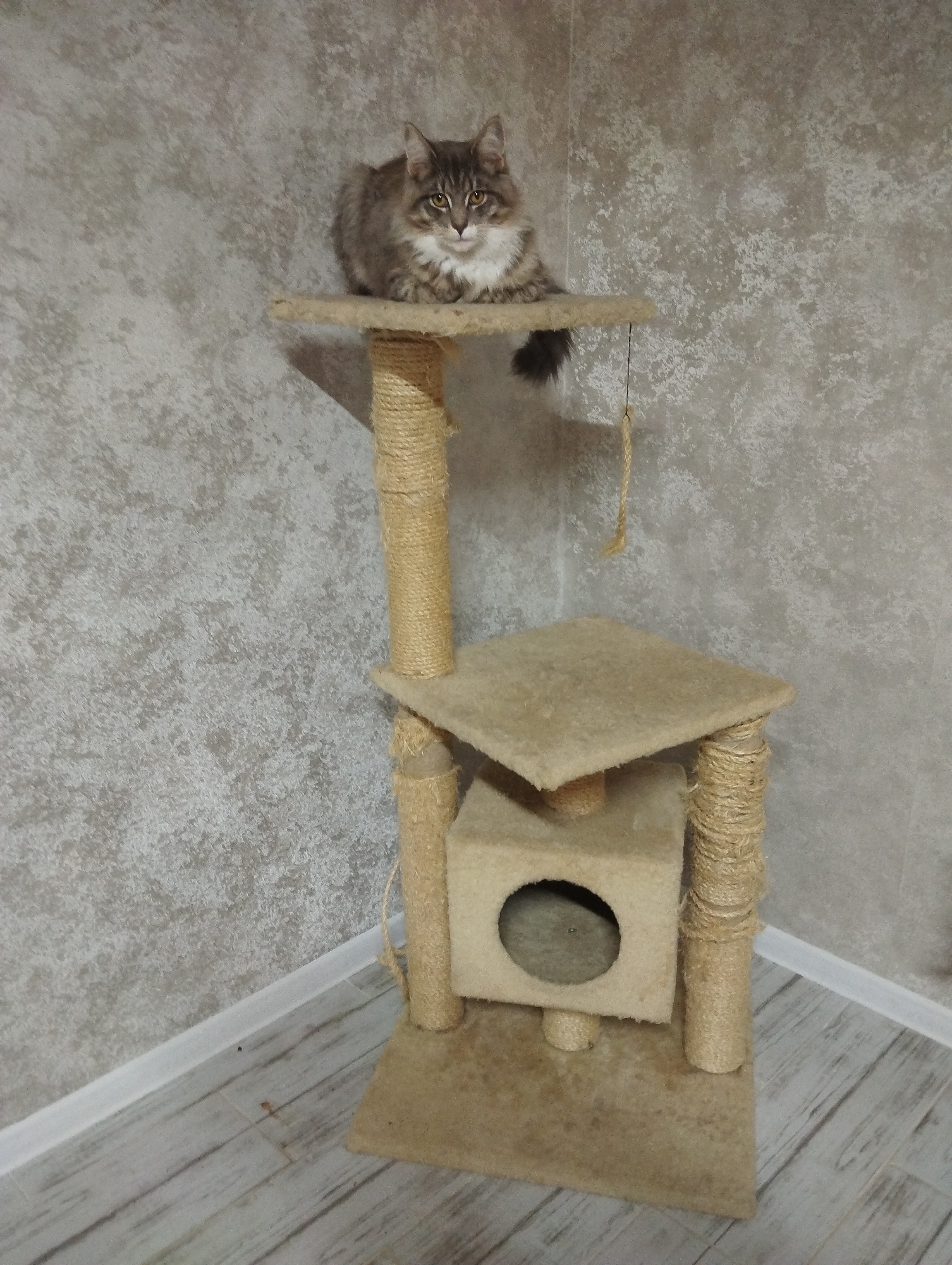 A medium-sized, fluffy, gray and white tabby cat is perched on the top platform of a multi-tiered cat tree. The cat tree is constructed of beige carpet and sisal rope. It consists of a base, a cube with a circular opening, a square platform above the cube, and a smaller circular platform at the top where the cat is sitting. A piece of string hangs down from the top platform. The background consists of a corner formed by two walls with a textured, light gray wallpaper. The floor is made of light gray wood-look planks. The location is implied as Grishanki, Russia, although this is not evident in the image itself. There are no other people or animals visible. The environment is indoors.