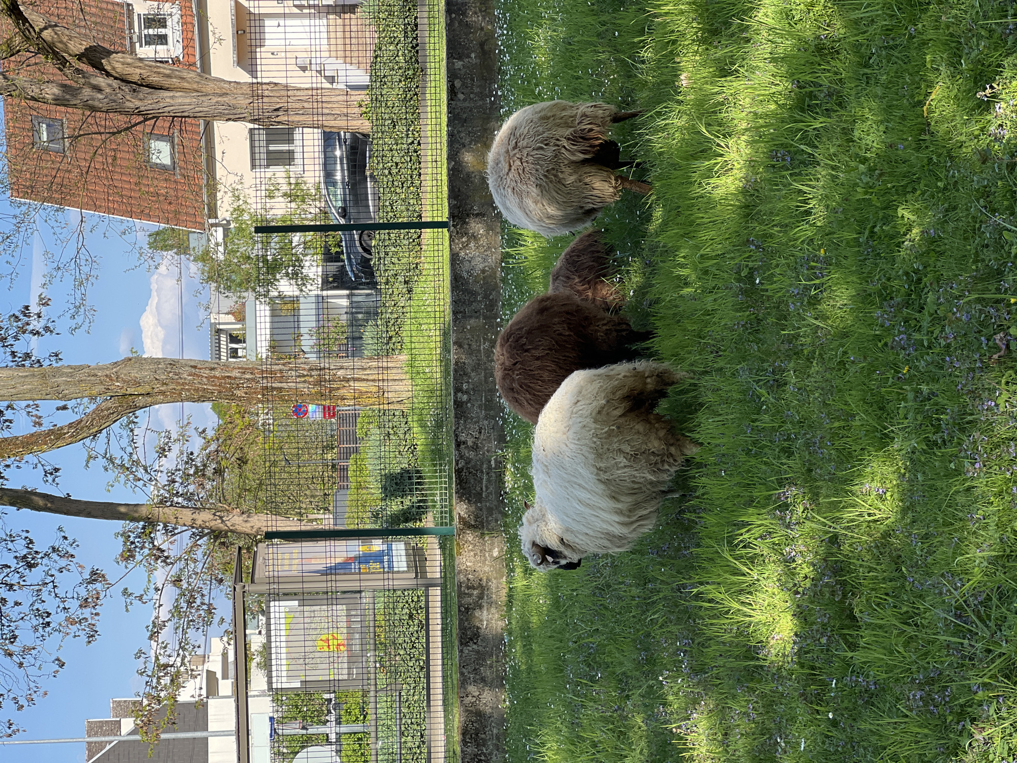 Four sheep are grazing in a grassy area alongside a wire fence, with buildings visible in the background. The location is Strasbourg, France, as indicated by the architecture of the buildings. One sheep has white wool, another brown, and the other two sheep have grey wool. The grass is green and dappled with sunlight. There are small purple and white flowers scattered throughout the grass. Behind the fence, there is a bus stop, and parked cars are visible. A tree is in the left side of the image with its branches above the building. The sky is blue with white clouds. The image is slightly tilted to the right.