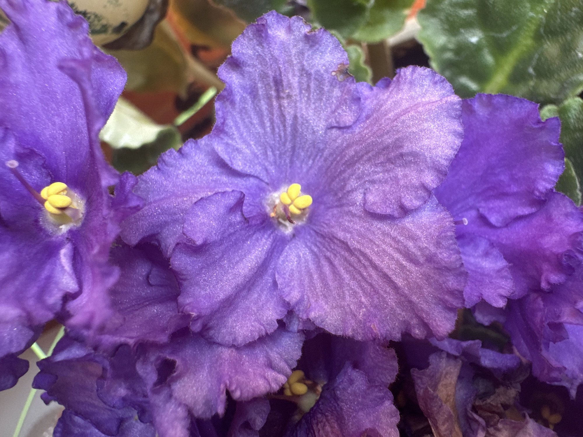 This is a close-up, eye-level shot of several vibrant purple African violet flowers in bloom. The focus is on the delicate petals, which are textured with fine veins and have a slightly fuzzy appearance due to light reflecting off tiny hairs. The center of the most prominent flower reveals bright yellow stamens. Some of the petals display subtle variations in shade, ranging from deep purple to a lighter, almost lilac hue, with a hint of shimmer. The background is softly blurred, showing hints of green leaves and other plant matter, suggesting the flowers are part of a larger plant or arrangement. No people, text, or specific location cues are visible, but the image conveys a sense of natural beauty and the delicate intricacies of the flowers. The lighting appears to be soft and natural, possibly from a window, highlighting the textures and colors of the blooms. The overall mood is serene and appreciative of the floral subject.