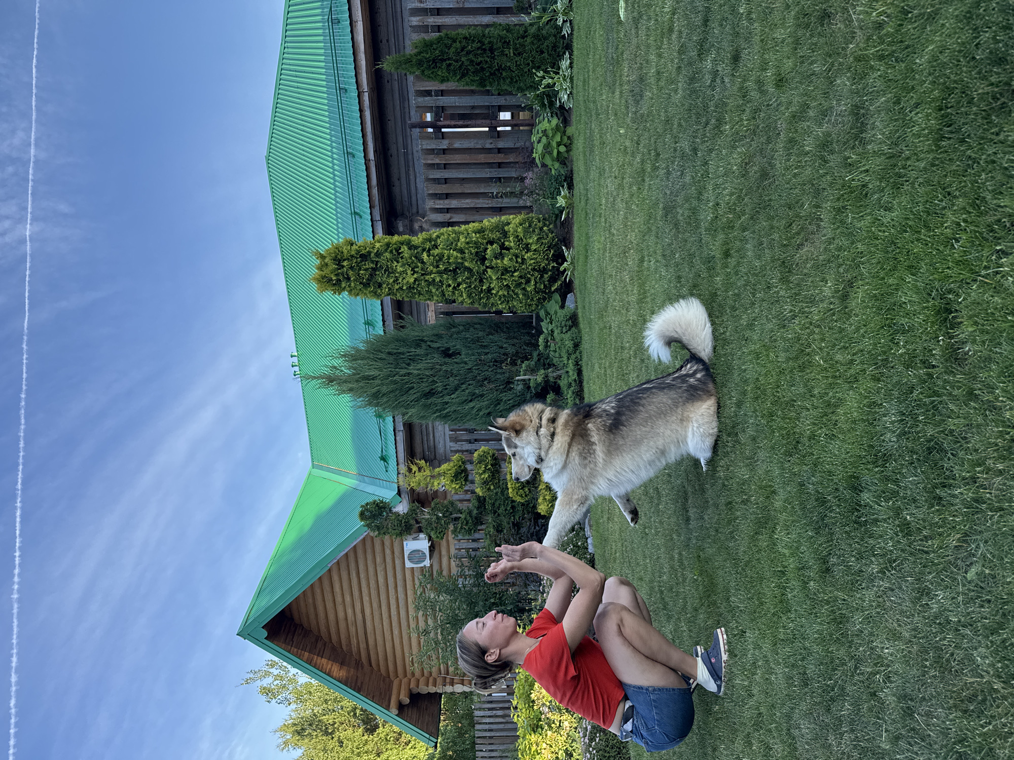In the city of Permsky, Russia, a woman in a red t-shirt and denim shorts crouches on a lush green lawn, facing a husky dog. The dog, standing on its hind legs, reaches its paw towards the woman's outstretched hands, appearing to be in the middle of a playful interaction. Behind them, a rustic wooden house with a vibrant green metal roof stands as the backdrop, surrounded by manicured bushes and tall evergreen trees. The sky above is a clear blue with a thin white contrail streaking across it, suggesting a late afternoon or early evening setting. The overall scene conveys a peaceful, domestic moment in a suburban or rural environment.
