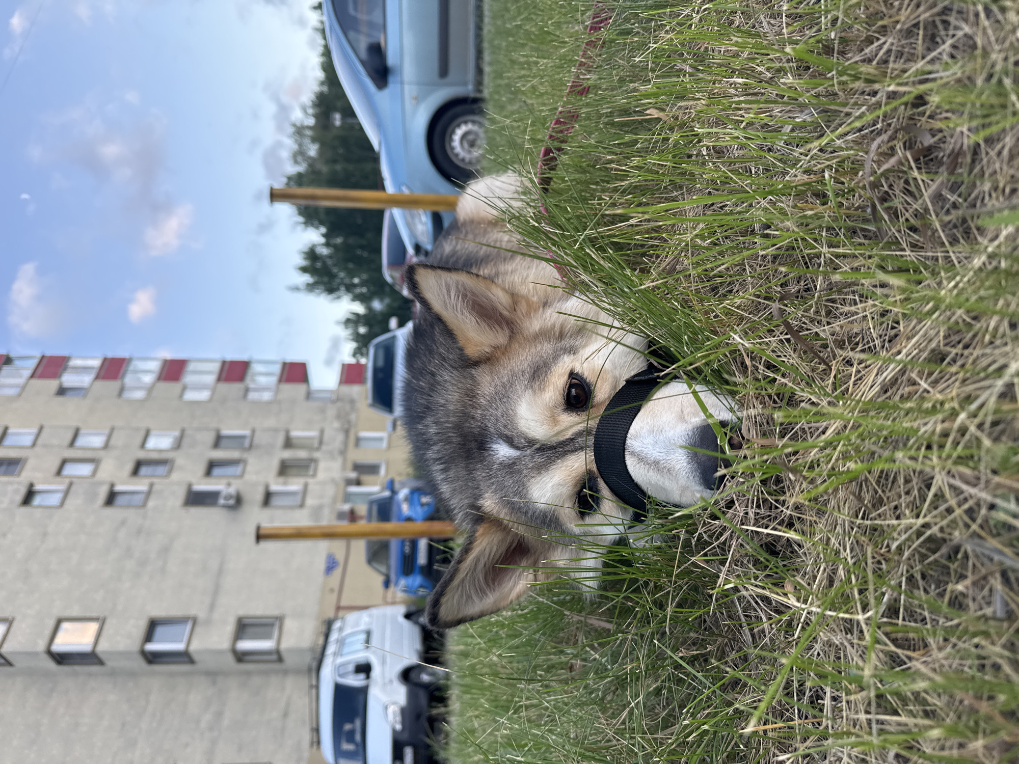A medium shot shows a dog lying in the grass, with its head down and partially obscured by blades of grass. The dog has a black muzzle. In the background, a multi-story apartment building with visible windows and a red and white facade is present. Several cars are parked in front of the building, including a white van, a blue car, and a light blue car. Two wooden poles stand in the grass between the dog and the cars. The sky above is partly cloudy. The scene appears to be an outdoor urban environment, possibly a residential courtyard in Chaikovsky, Russia, given the architectural style of the building and the types of vehicles visible.