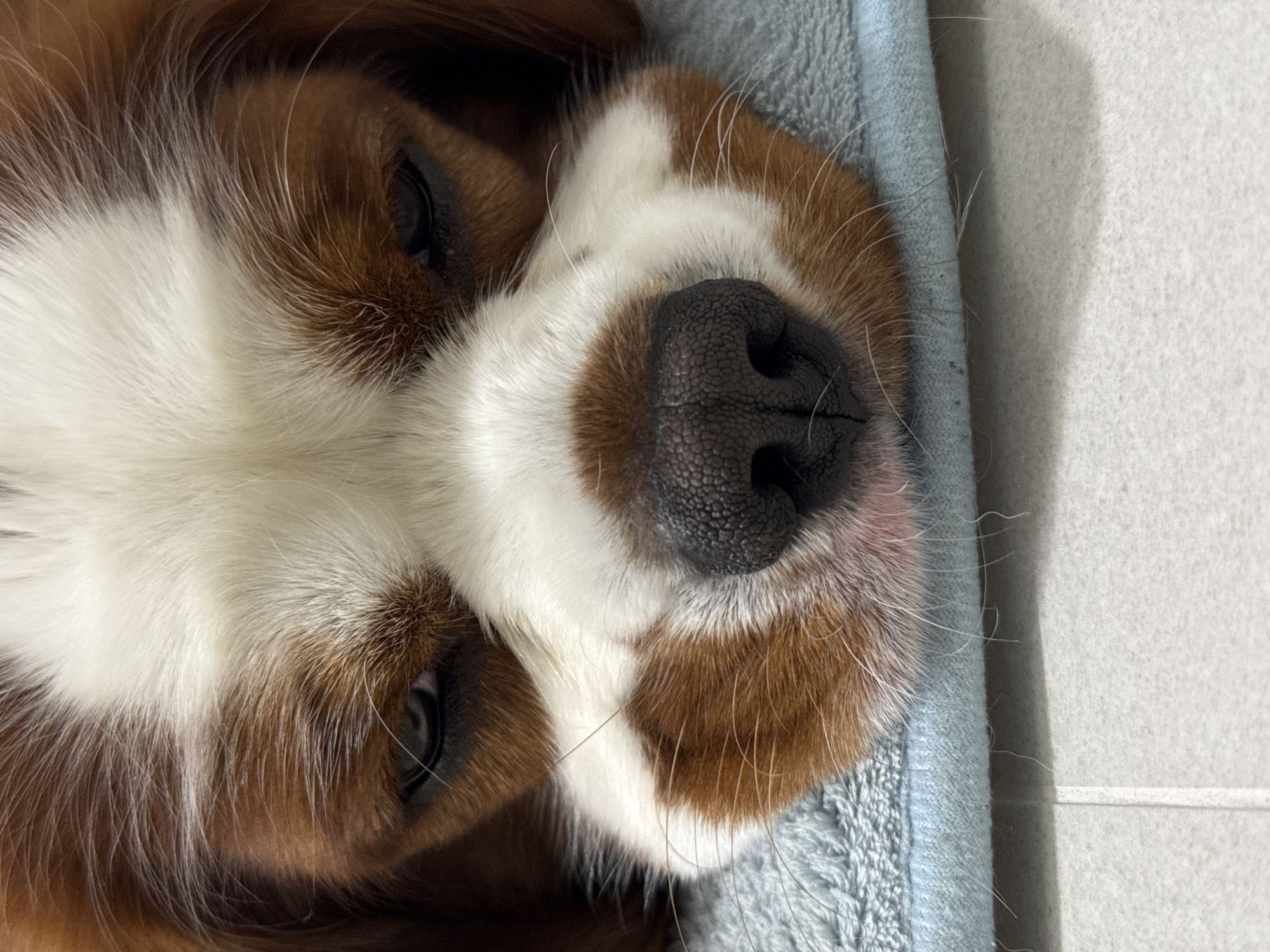 The image shows a close-up of a Cavalier King Charles Spaniel dog's face as it rests on a light blue towel. The dog's fur is a mix of white and reddish-brown. Its nose is dark and wet, and its eyes are partially closed, giving it a sleepy or contemplative appearance. The background is blurred, but appears to be a tiled surface. There is no indication of the location being in Dobrich, Bulgaria, or any other specific city.