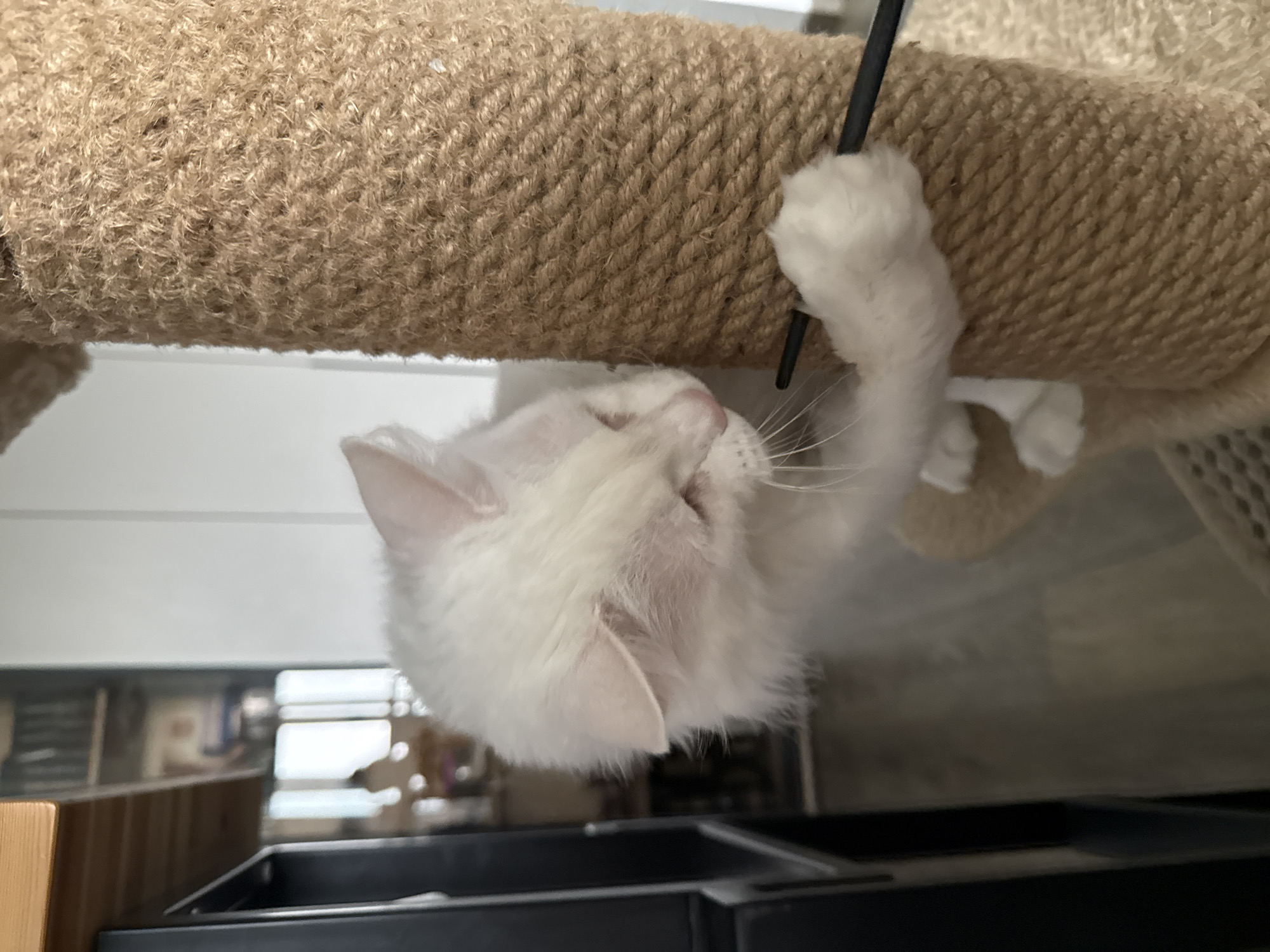A white cat is playing with a black stick on a scratching post. The cat is positioned on the right side of the image, with its body leaning into a thick, rope-covered scratching post. It is using its front paws to hold the black stick, which extends horizontally across the post. The cat's fur appears fluffy, and its eyes are partially closed. To the left of the scratching post, a portion of a black piece of furniture is visible. In the background, a white wall and a shelf with books can be seen. The floor appears to be a light-colored laminate. The scene is indoors, likely in a residential setting. There is no visible indication of the city of Krasnoyarsk, Russia in the image.