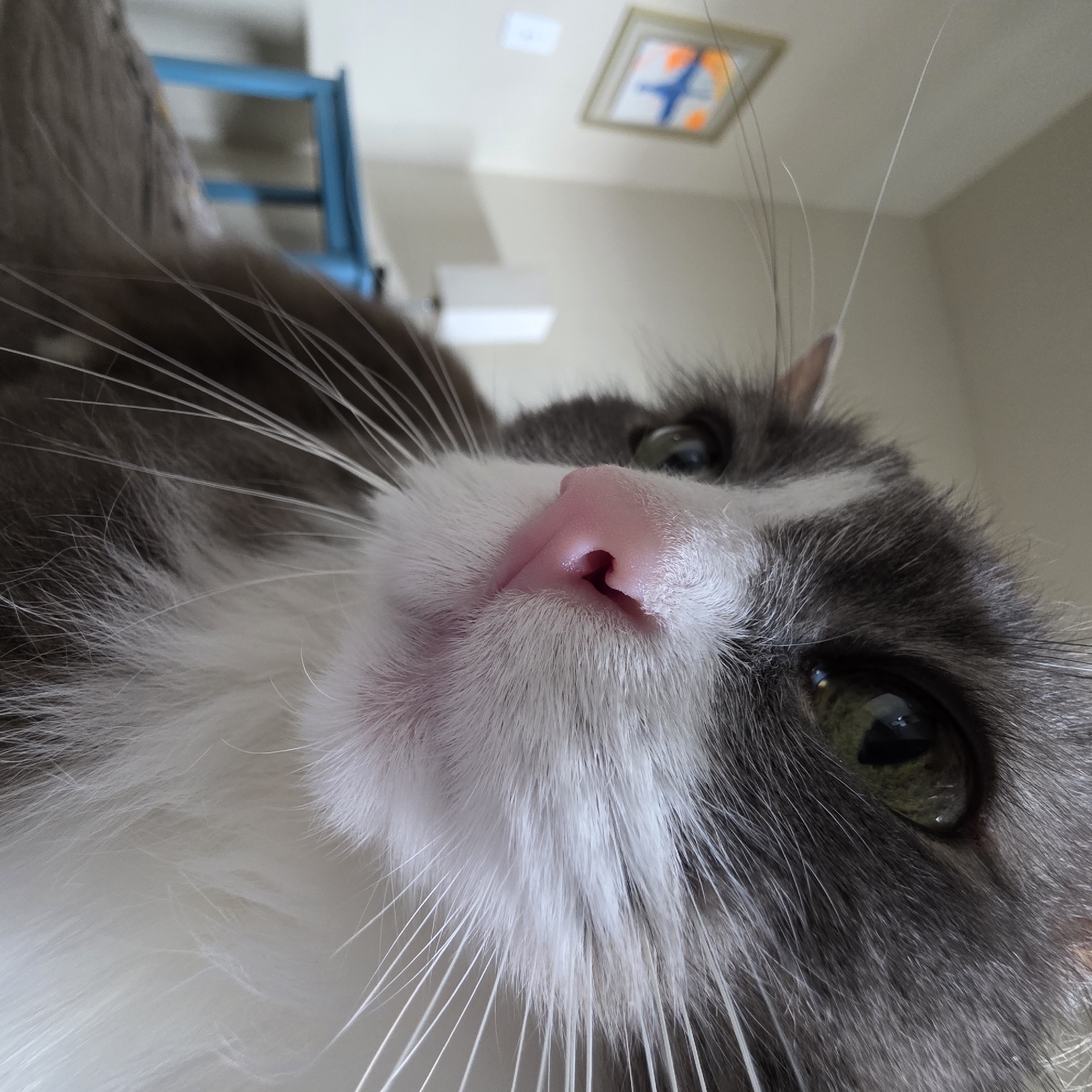 A low-angle, close-up shot shows the face of a grey and white cat looking directly at the camera. The cat's right eye, with a green iris and black pupil, is in focus, while its left eye is partially visible and out of focus. The cat's pink nose is prominent in the center of the frame, with its whiskers fanned out on either side. The background is blurred, but appears to be an indoor setting with a wall, a framed picture, and a blue stool or table.