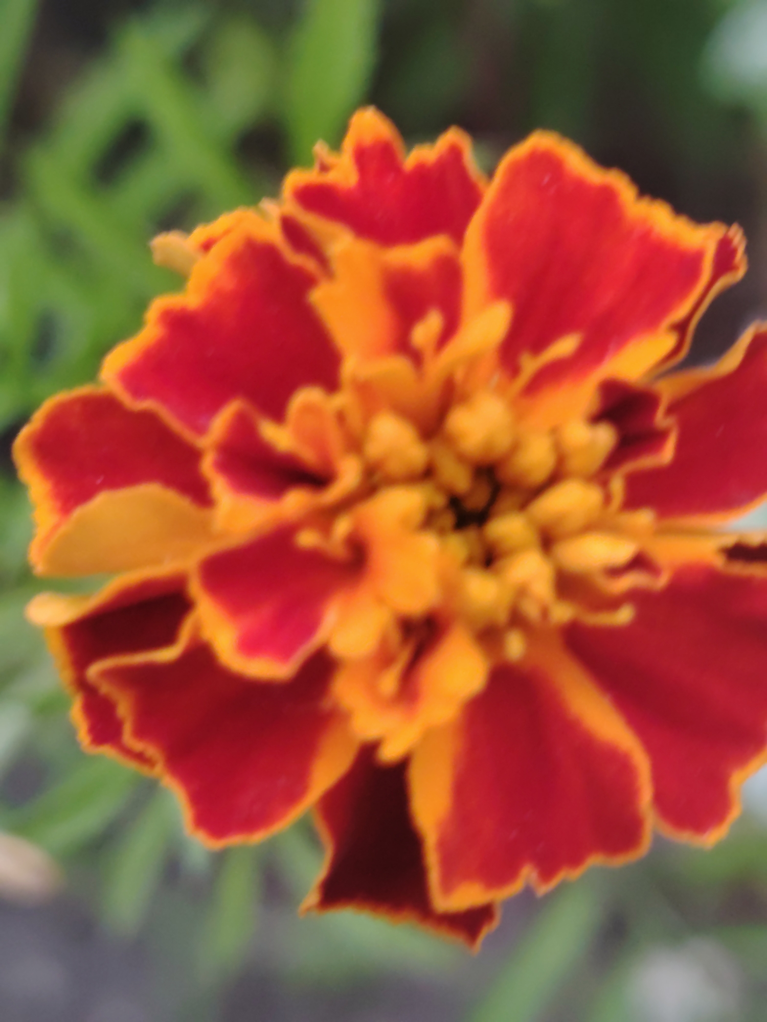 This is a close-up, slightly blurred photograph of a vibrant marigold flower. The flower exhibits layered petals, transitioning from a deep red at the edges to a bright orange towards the center. The background is a soft blur of green foliage and a hint of dark soil, suggesting an outdoor garden setting. There is no discernible location in the city of Unknown, Ukraine, or any people, actions, or interactions present in the image.