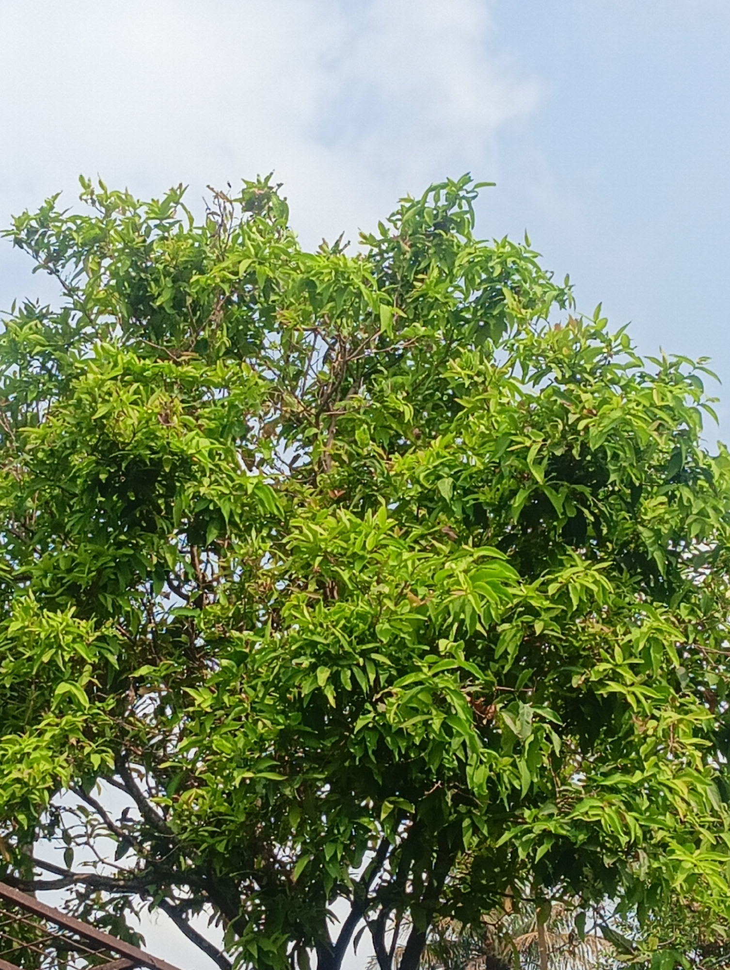 A close-up, upward-facing shot captures the dense foliage of a tree against a bright, partly cloudy sky. The leaves are a vibrant green, with some lighter green highlights indicating new growth. The branches are dark and gnarled, providing a structural contrast to the softer leaves. In the lower left quadrant of the image, the top edge of a dark metal structure, possibly a fence or gate, is visible. The scene appears to be outdoors, in a natural or semi-natural setting within the city of Cisarua, Indonesia.