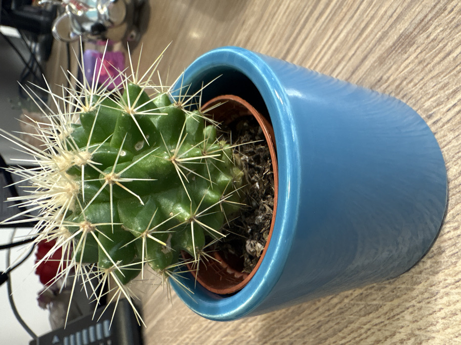 A green, globular cactus, approximately 10-12 cm in height and diameter, is prominently displayed in the foreground. It features numerous pronounced ribs and is covered in stiff, cream-colored to pale yellow spines radiating from areoles. The cactus is planted in dark brown soil within a smaller, terracotta-colored plastic pot, which is subsequently placed inside a larger, cylindrical, glossy teal-blue ceramic pot. This arrangement rests on a light brown wooden desk or table surface, characterized by a visible grain pattern. In the blurred background, to the left, a black office telephone handset is partially visible. To the right, a shiny, metallic, pig-shaped object, possibly a piggy bank, with a visible pink accent on its ear, is present. A red, indistinct object and other blurred, colorful items (purple, pink) are also discernable in the distant background. The scene is located within a commercial or office interior in the city of Stara Zagora, Bulgaria.