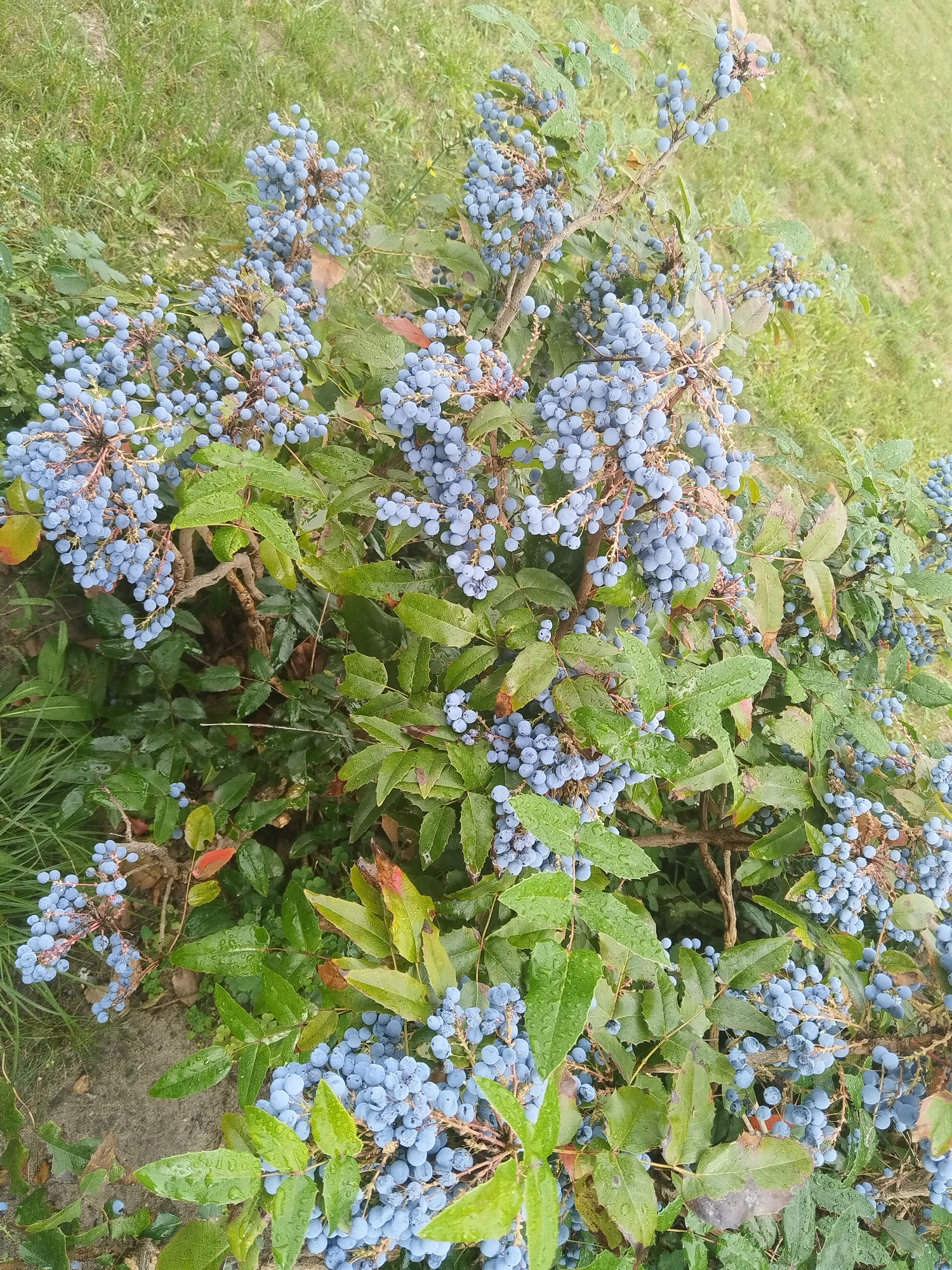 The image shows a close-up view of a Mahonia bush covered in clusters of small, round, blue berries. The berries are on thin stems and are a prominent feature of the plant, with some areas appearing more densely clustered than others. The bush has green, glossy leaves, some of which are tinged with red or brown, suggesting a change in season. Water droplets are visible on the leaves and berries, indicating recent rain or dew. The background is blurred, showing green grass and some dry, light-colored ground. The scene appears to be outdoors, possibly in a garden or park. There are no people or animals visible. The specific location in Brest, Belarus, cannot be determined from the image alone.