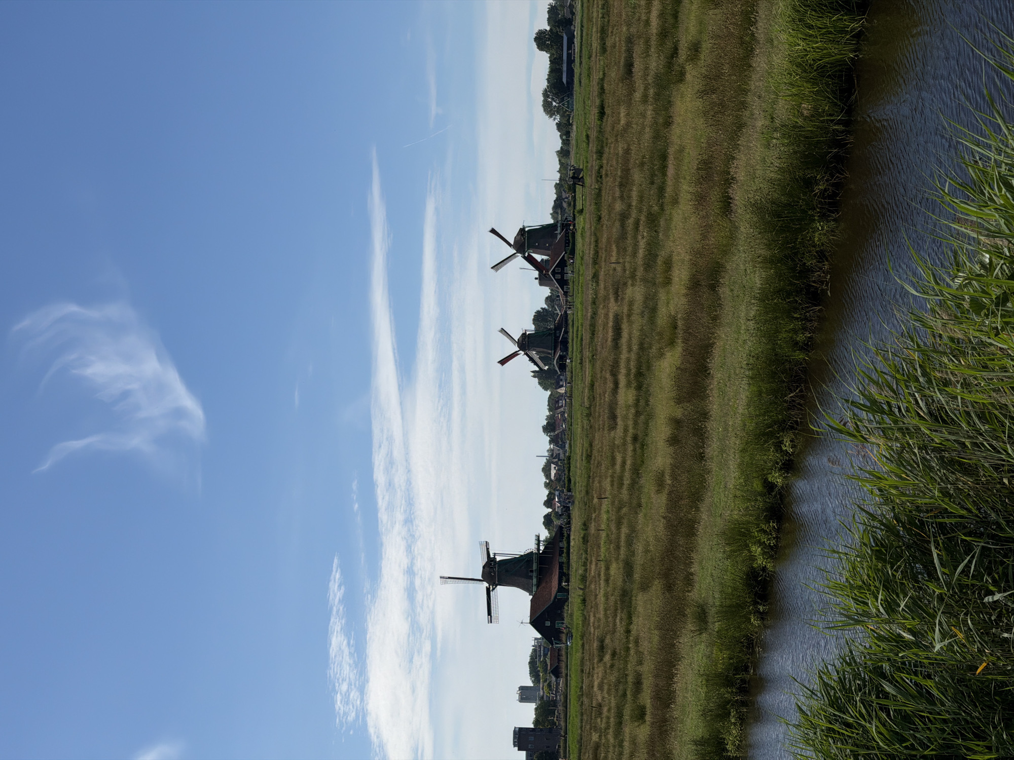 This is a vertical, eye-level shot of a Dutch landscape with windmills in Zaandijk, Netherlands. The sky is bright blue with wispy white clouds. In the mid-ground, three traditional windmills are visible. The leftmost windmill is the largest, a dark brown structure with four large black sails, set against a backdrop of trees and buildings. To its right, two smaller, dark windmills with red accents and four sails each stand closer together, also surrounded by greenery and some buildings. The foreground is dominated by a narrow, dark waterway on the left, bordered by tall, green reeds and grasses. Beyond the waterway, a field of dry, golden-brown grasses stretches towards the windmills, with some patches of greener vegetation. The overall scene depicts a rural, pastoral setting in the Netherlands.