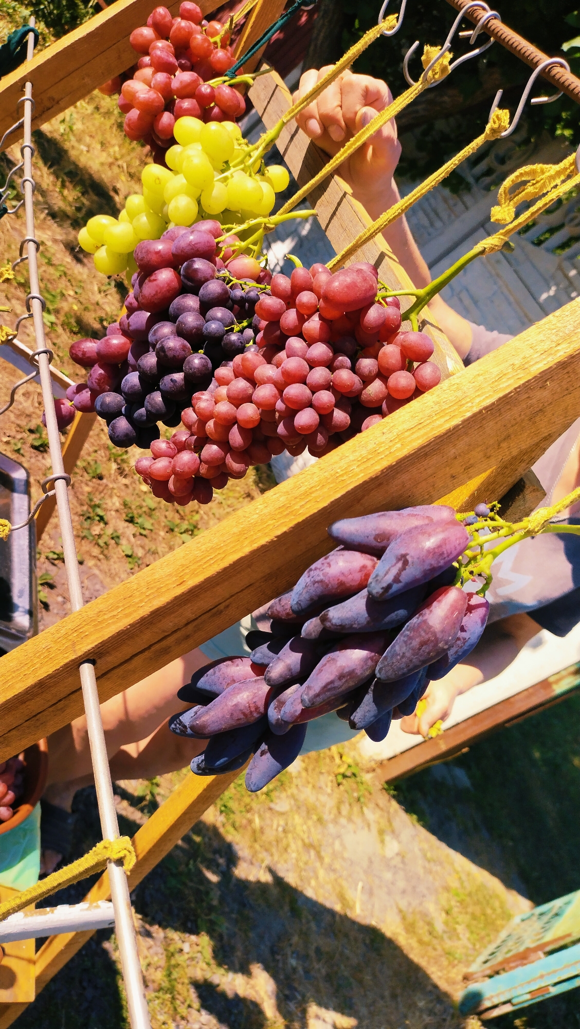 A high-angle, full shot captures bunches of grapes hanging from a wooden structure outdoors, under bright sunlight. The grapes are of various colors, including red, green, and dark purple. Some appear to be regular round grapes, while others are elongated, finger-like grapes. The wooden structure is supported by metal poles and is draped with yellow ropes. A person's hand is visible, holding onto one of the ropes. The ground beneath is covered with dry grass and shadows are cast by the grapes and structure. In the lower left corner, a green bucket containing red grapes is partially visible. The scene suggests a harvest or display of grapes. The location is identified as Horishni Plavni, Ukraine.